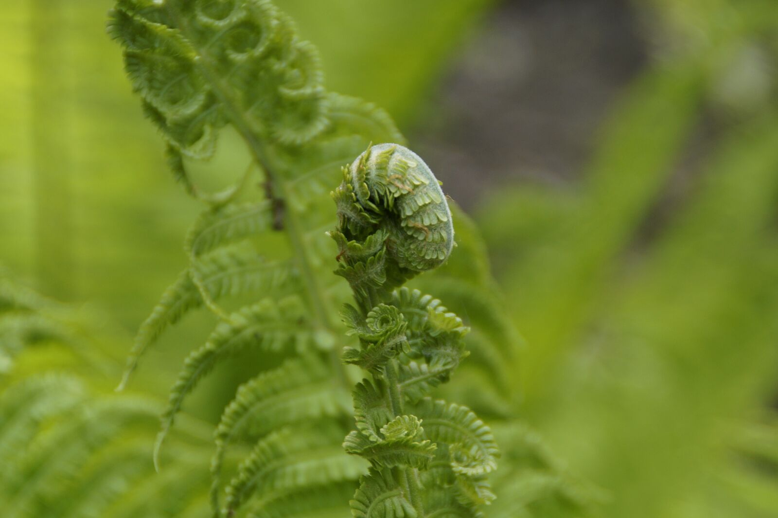 Sony SLT-A58 sample photo. Fern, green, detail photography
