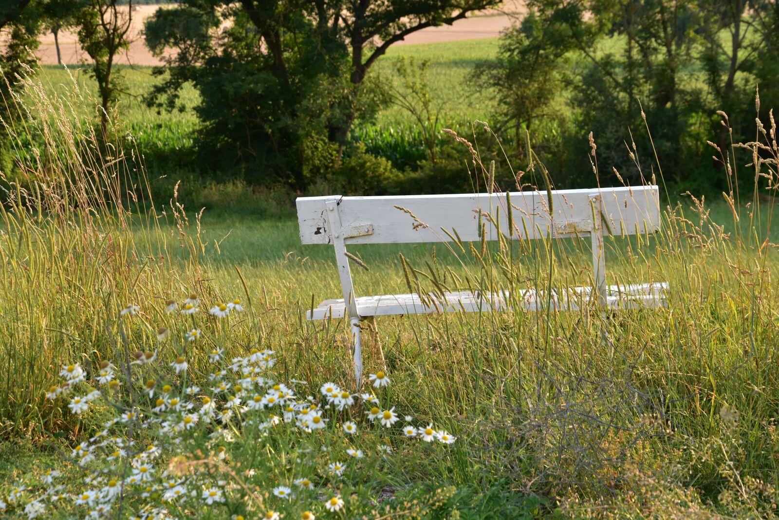 Nikon D5500 sample photo. Bank, white bench, wildflowers photography