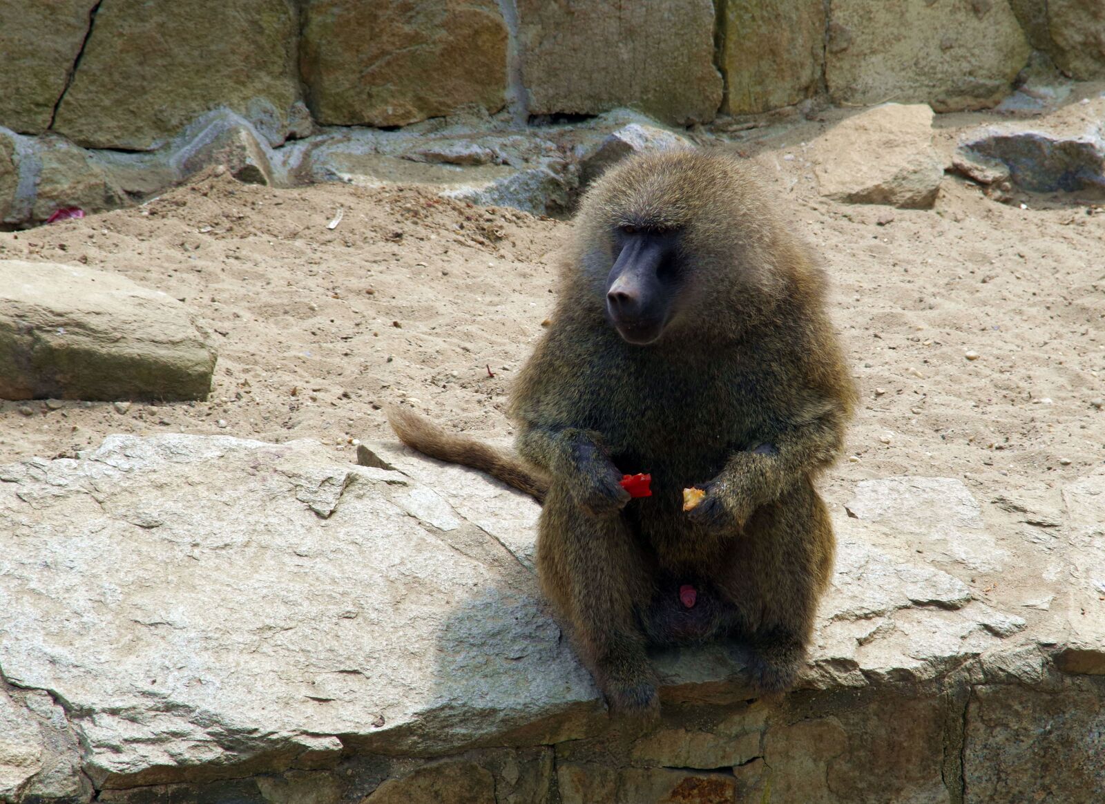 Pentax K-S2 sample photo. Baboon, monkey, mammal photography