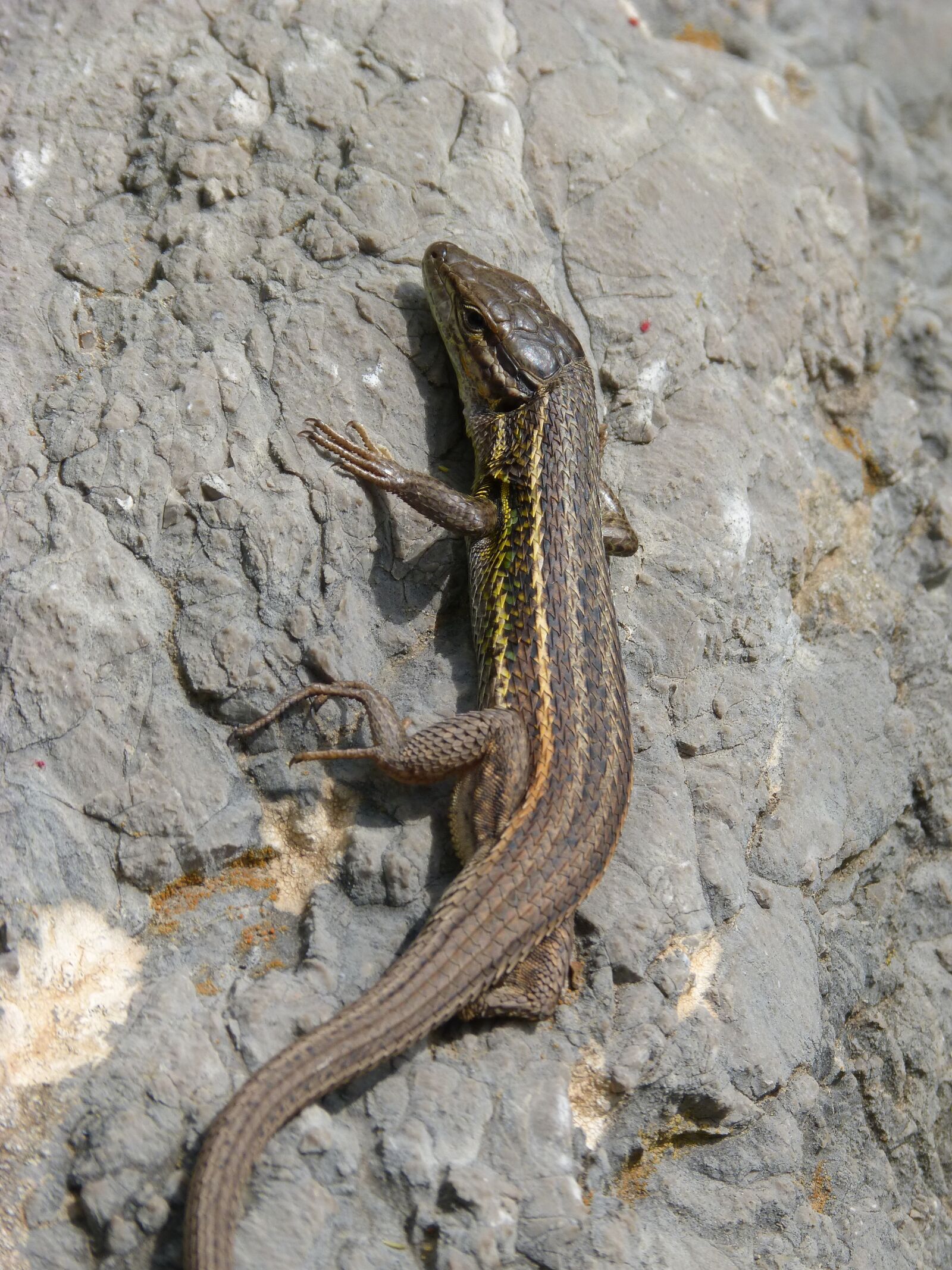 Panasonic DMC-FZ62 sample photo. Lizard, sargantana, scales photography