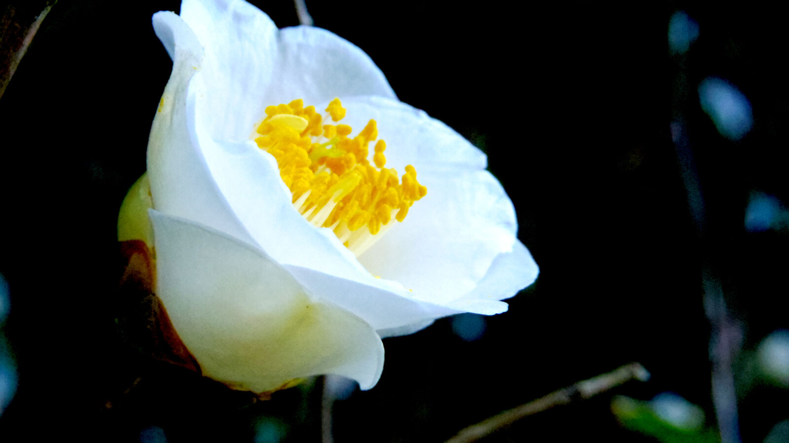 Pentax Q10 sample photo. Flower photography