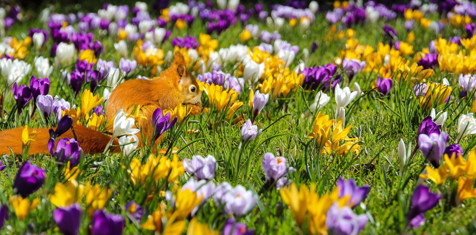 Canon EOS 600D (Rebel EOS T3i / EOS Kiss X5) sample photo. Nature, flowers, crocus photography