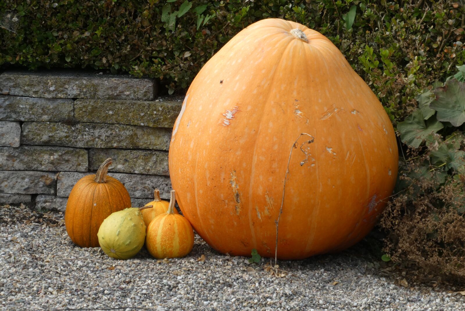 Panasonic Lumix DC-ZS70 (Lumix DC-TZ90) sample photo. Pumpkins, autumn, large photography