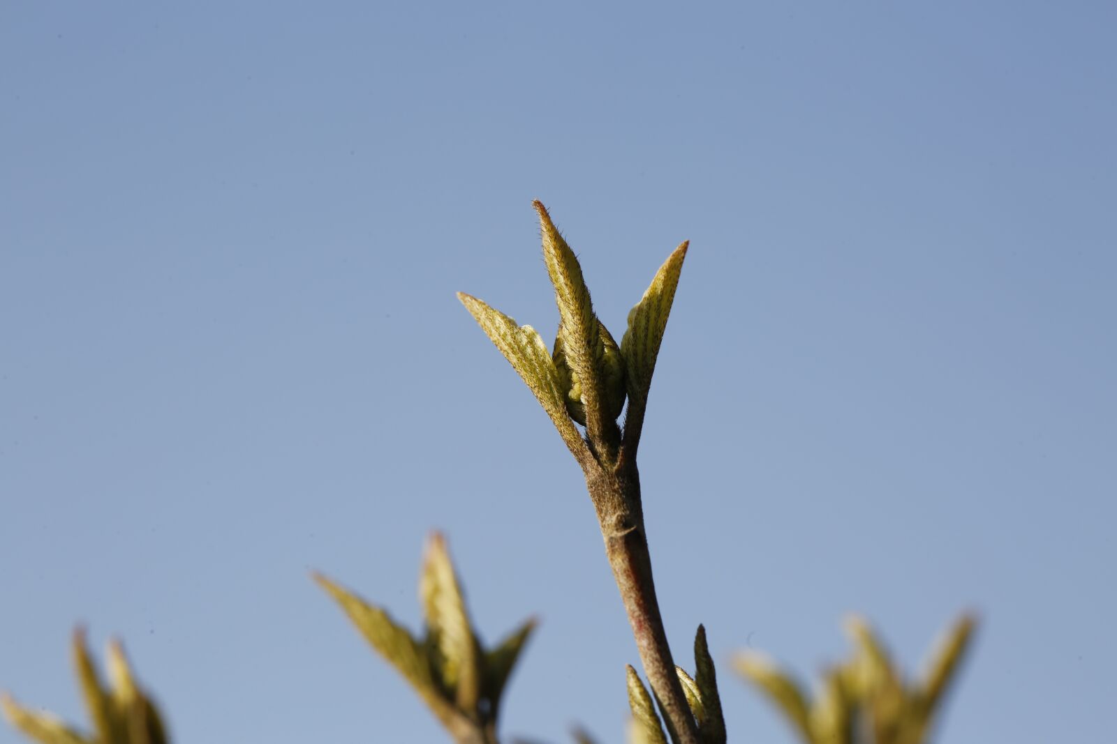 Canon EF 100mm F2.8L Macro IS USM sample photo. Spring, plant, engine photography