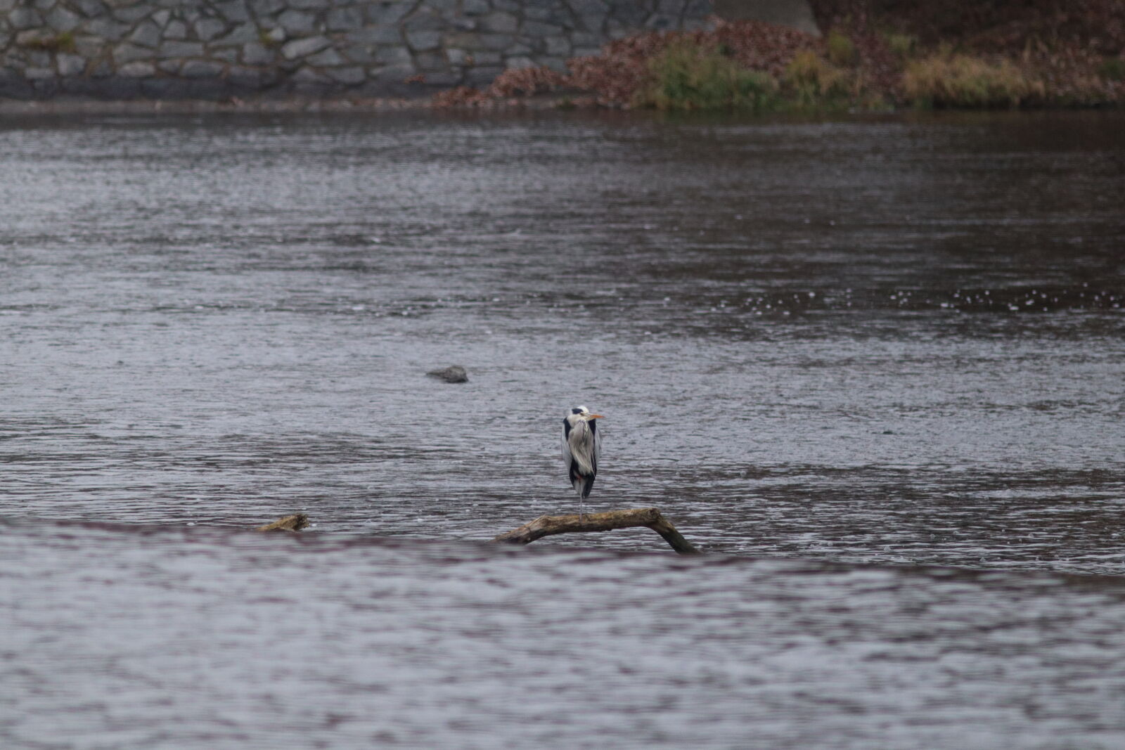 Canon EF 300mm F4L IS USM sample photo