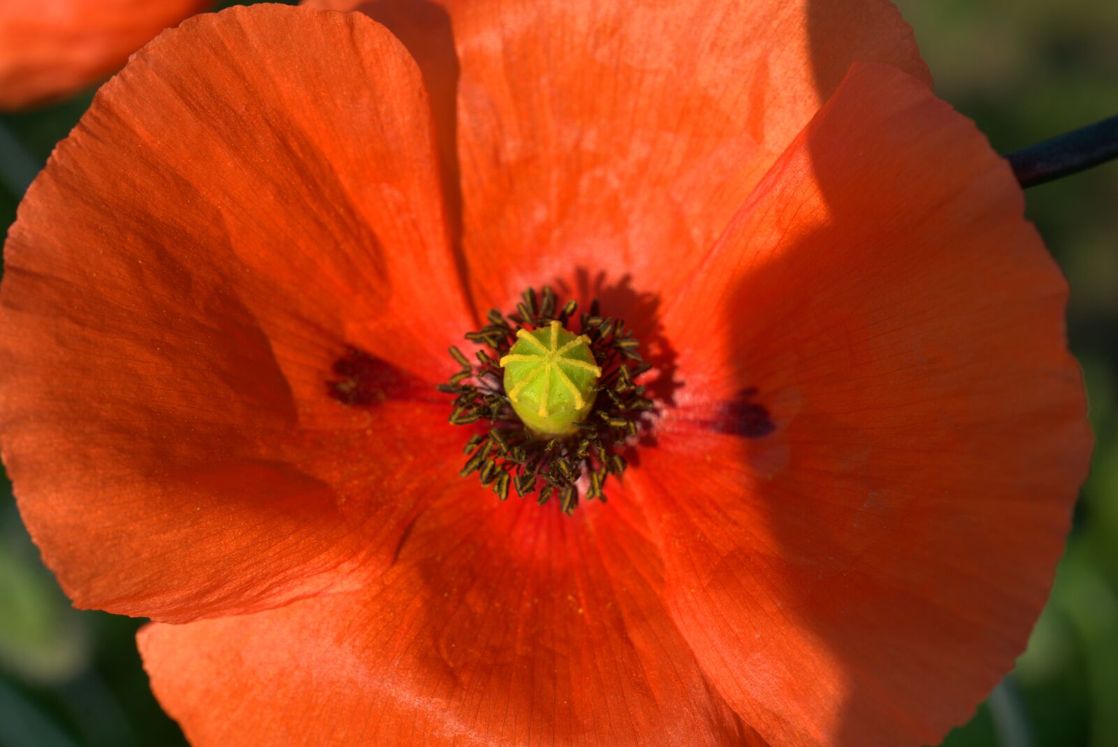 Sony FE 50mm F2.8 Macro sample photo. Poppy, red, flower photography