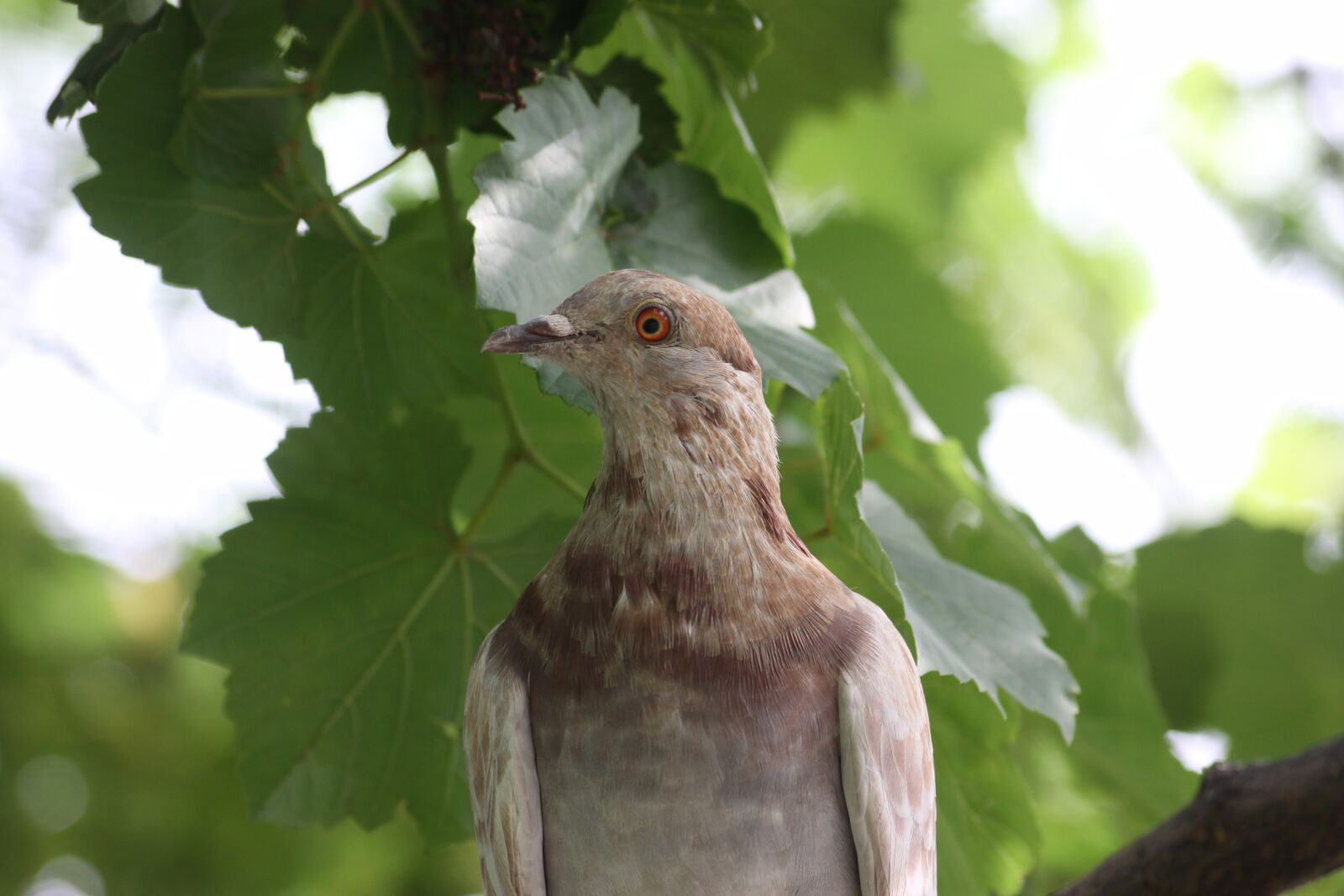 Canon EOS 50D sample photo. Pigeon, new, birds photography
