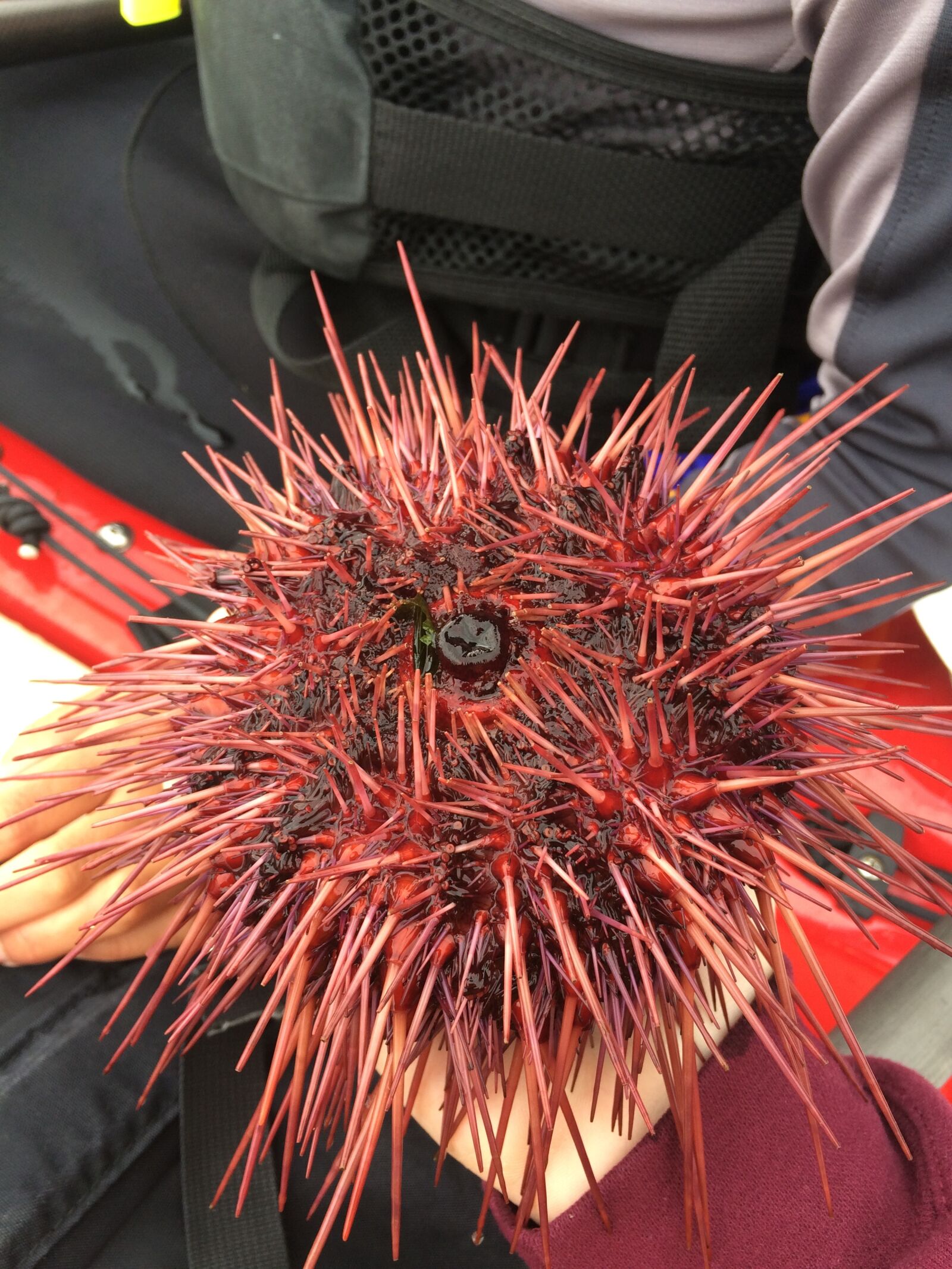 iPhone 5s back camera 4.15mm f/2.2 sample photo. Marine life, ocean, sea photography
