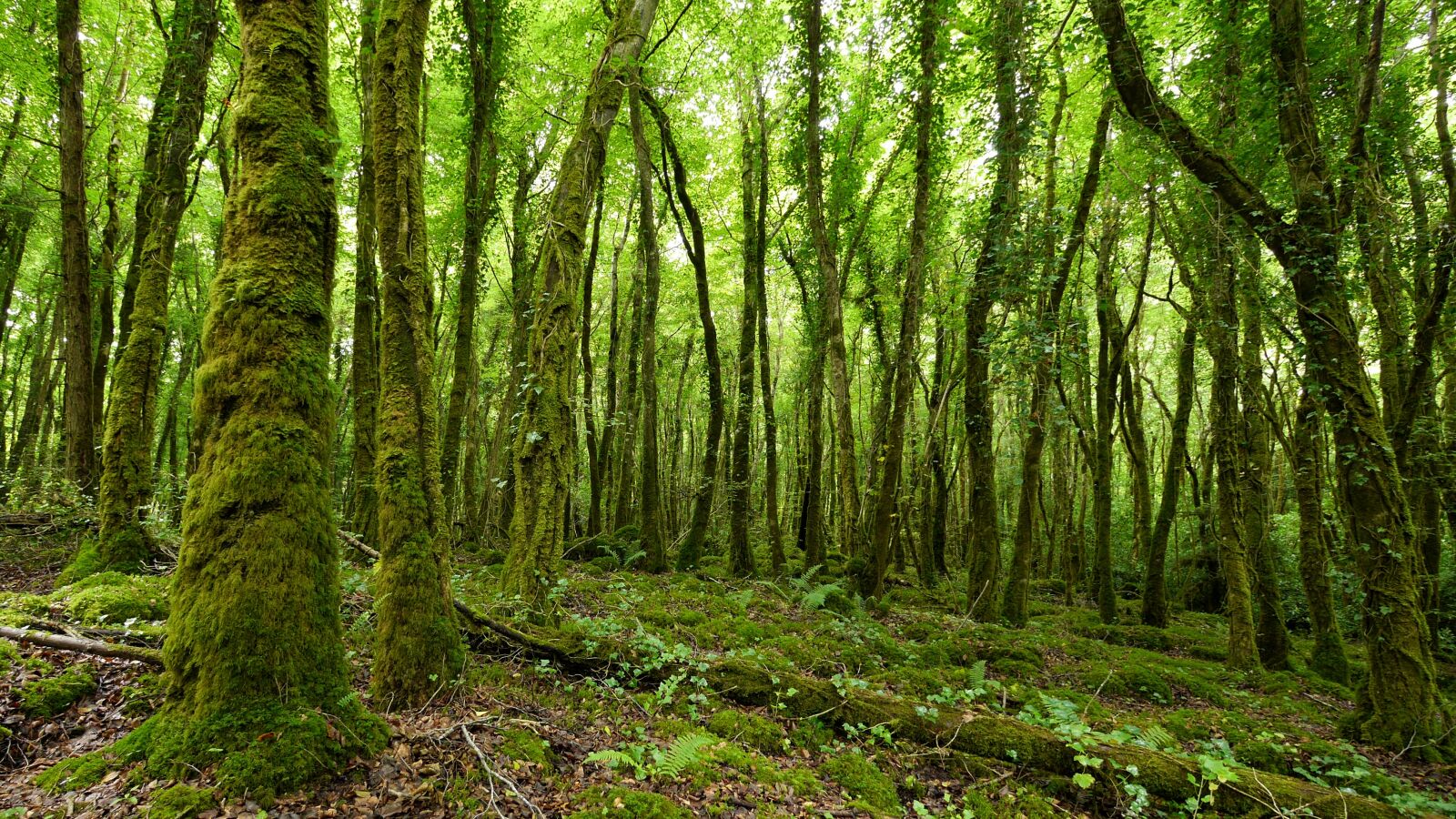 Panasonic Lumix DMC-GH3 sample photo. Ireland, forest, tree photography