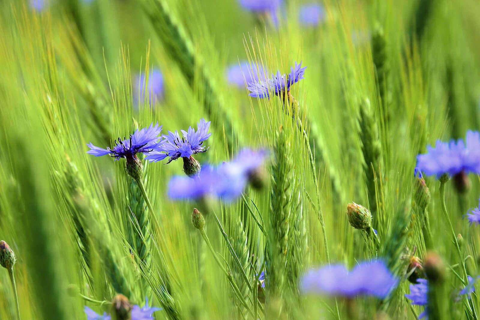 Nikon Coolpix P900 sample photo. Cornflowers in the fields photography