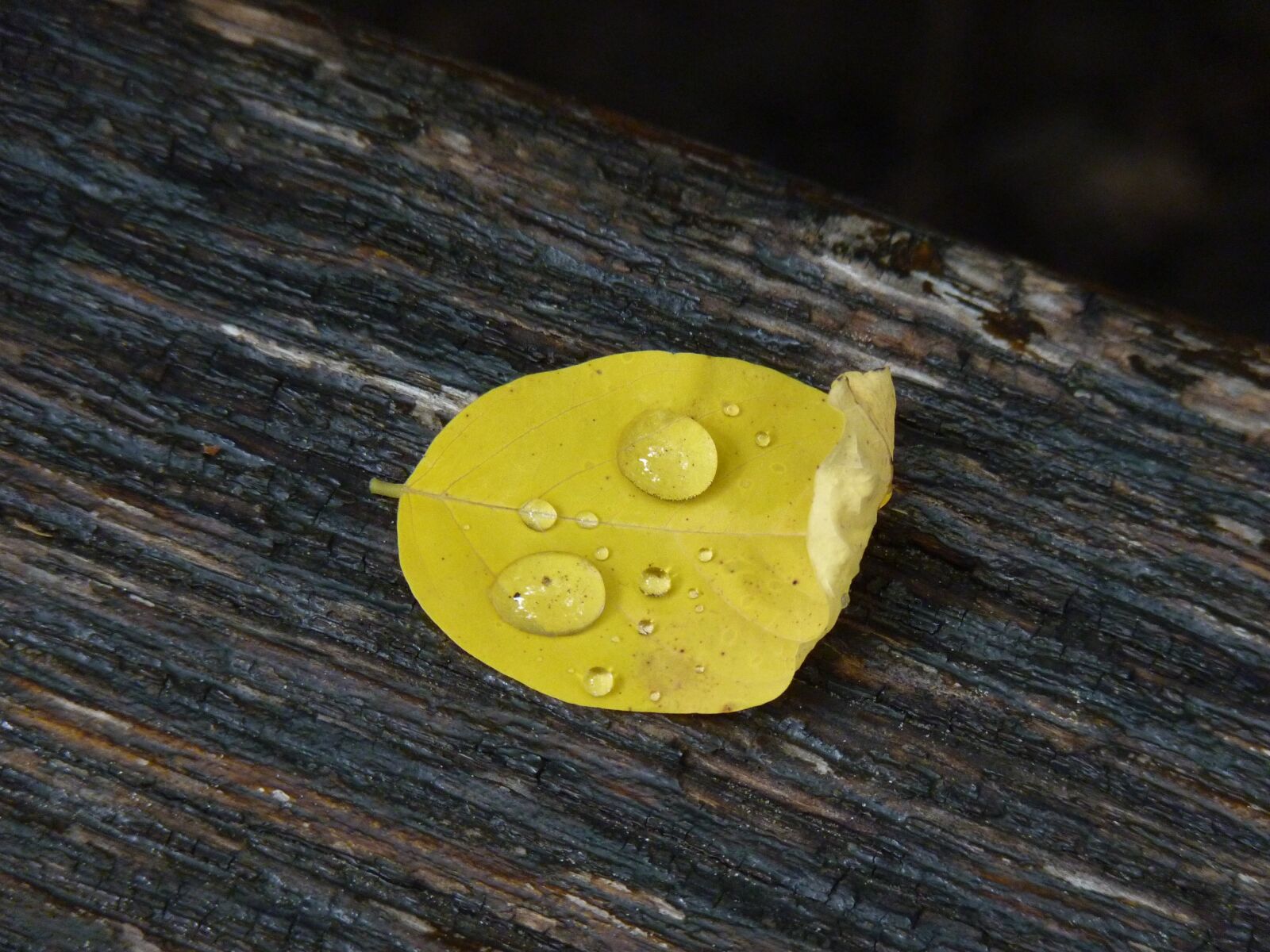 Panasonic Lumix DMC-FZ35 (Lumix DMC-FZ38) sample photo. Leaf, nature, green photography