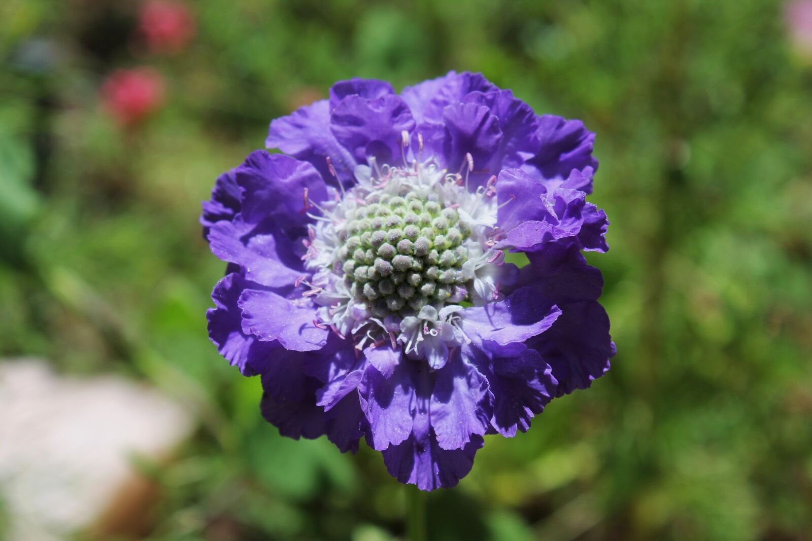 Canon EOS 1100D (EOS Rebel T3 / EOS Kiss X50) sample photo. Flower, purple, garden photography