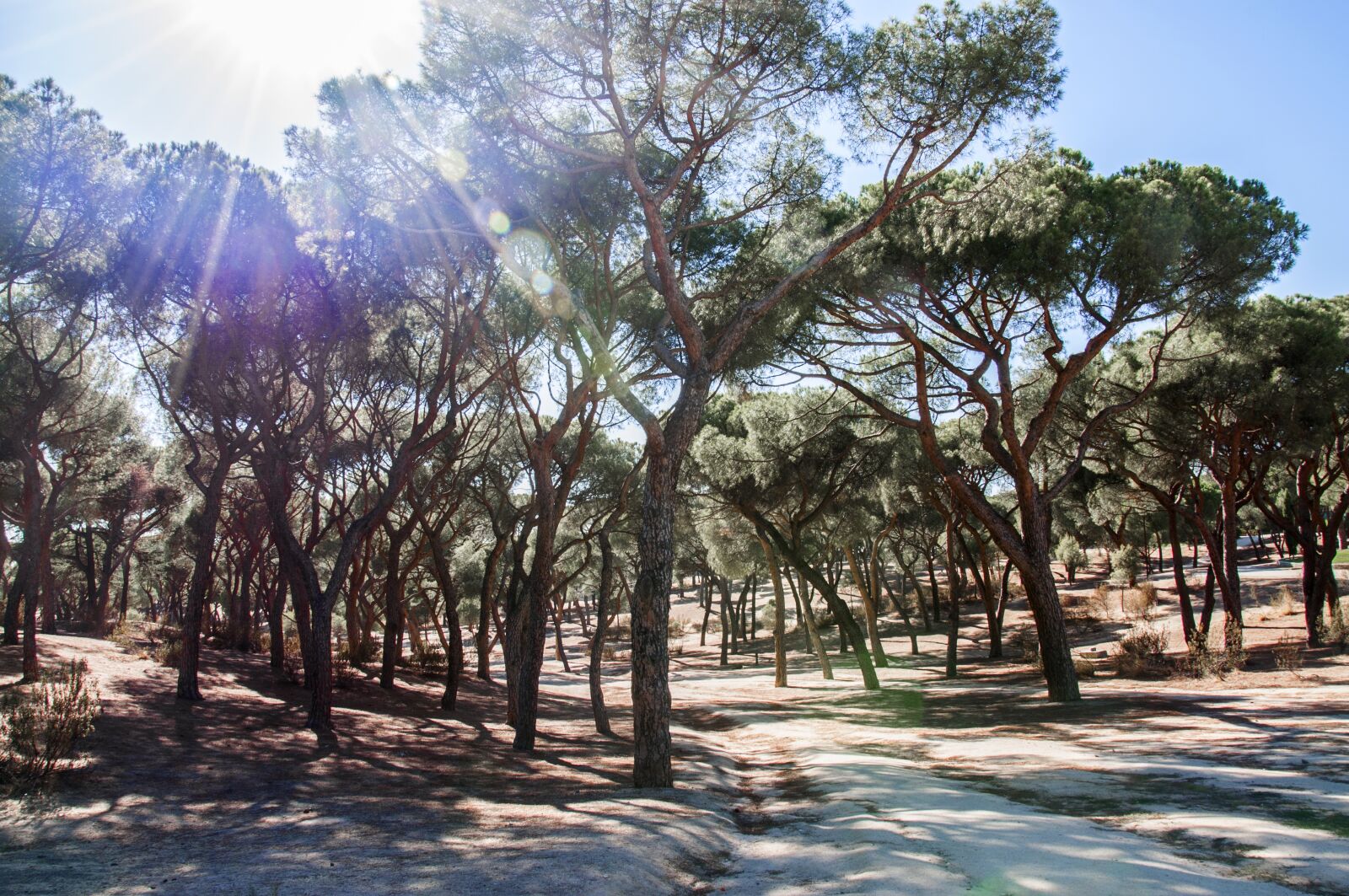 Nikon D90 sample photo. Park, madrid, summer photography