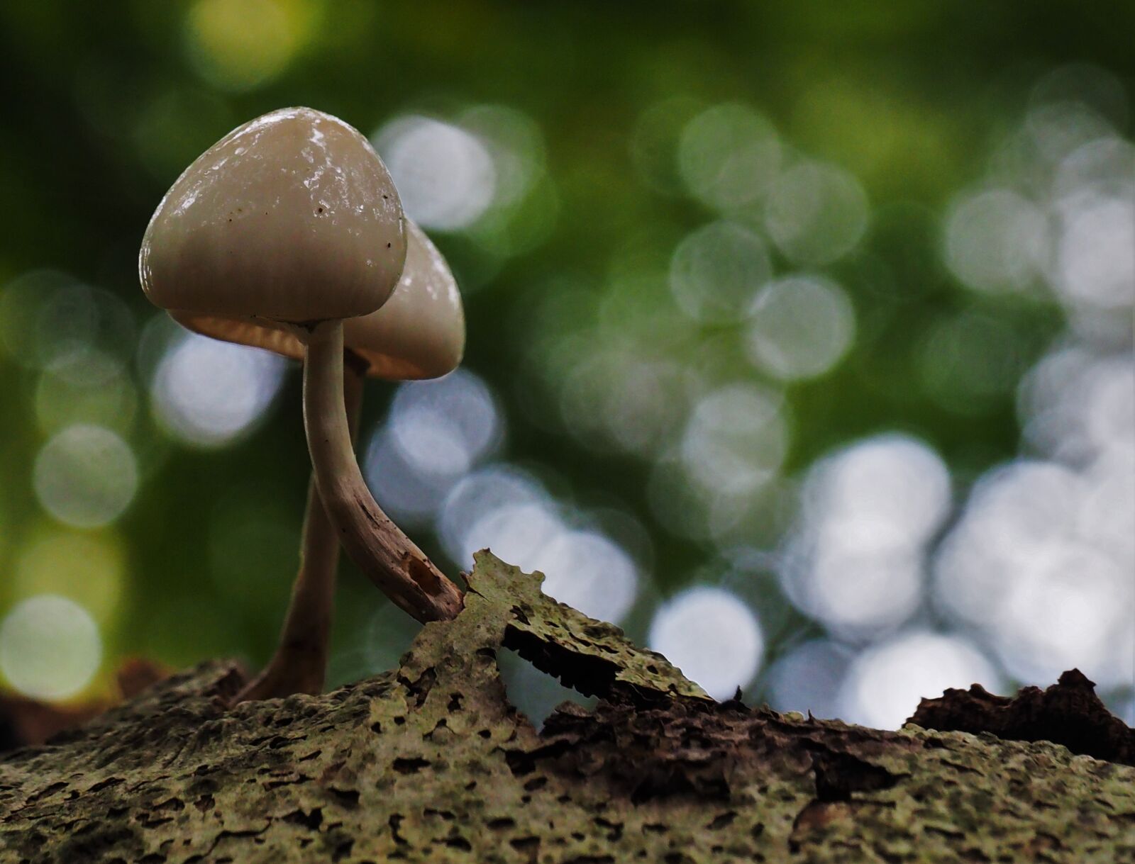 Olympus OM-D E-M10 II sample photo. Nature, autumn, mushroom photography
