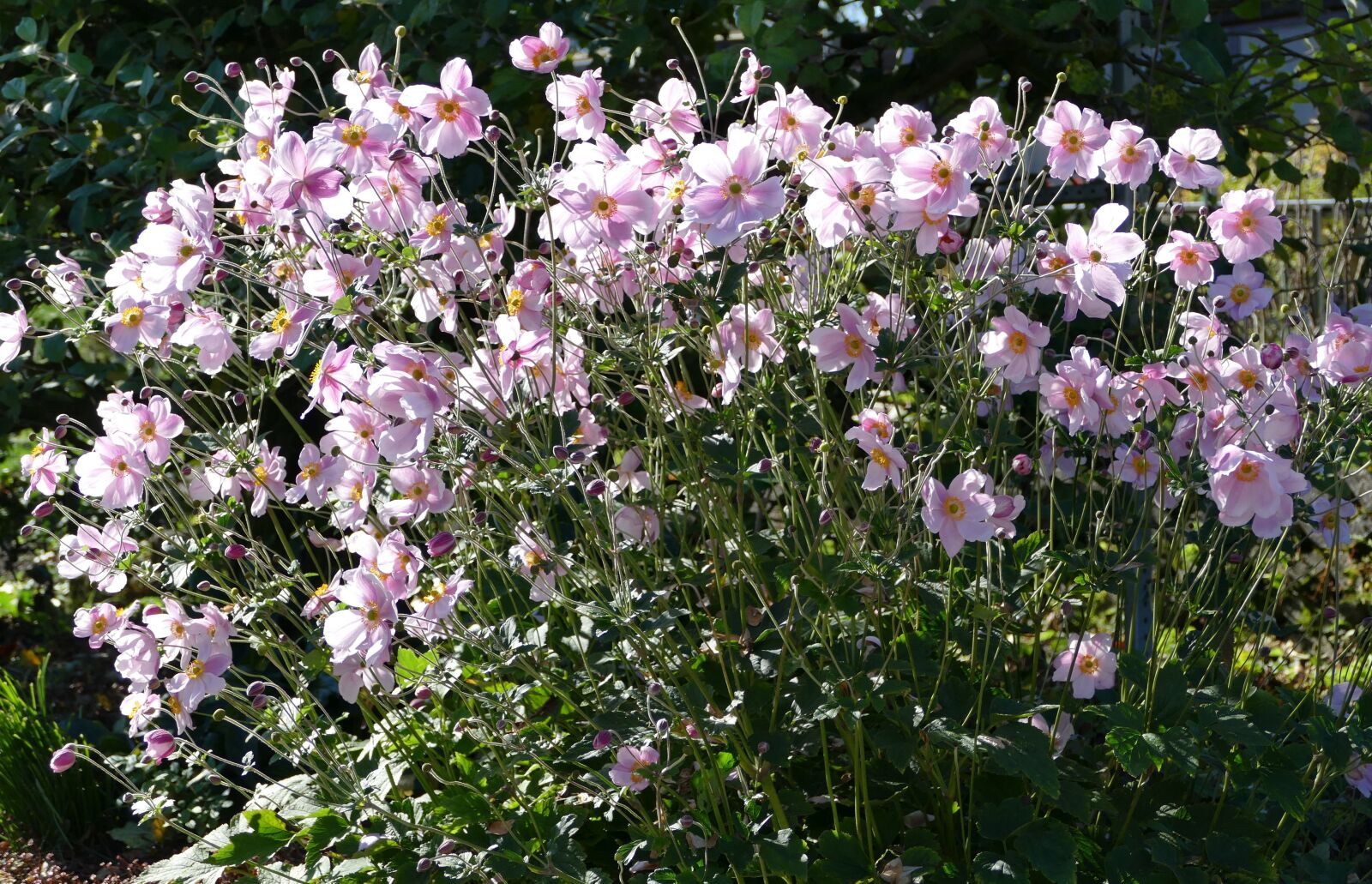 Panasonic Lumix DMC-FZ1000 sample photo. Nature, flowers, garden photography