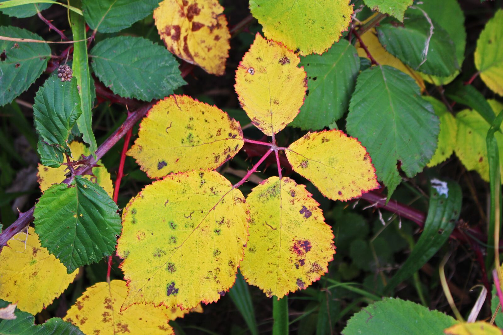 Canon EOS 700D (EOS Rebel T5i / EOS Kiss X7i) sample photo. Fall foliage, brombeerblatt, autumn photography