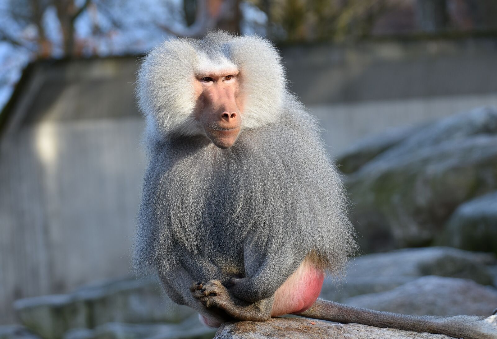 Nikon D7200 sample photo. Baboon, monkey, smooch photography