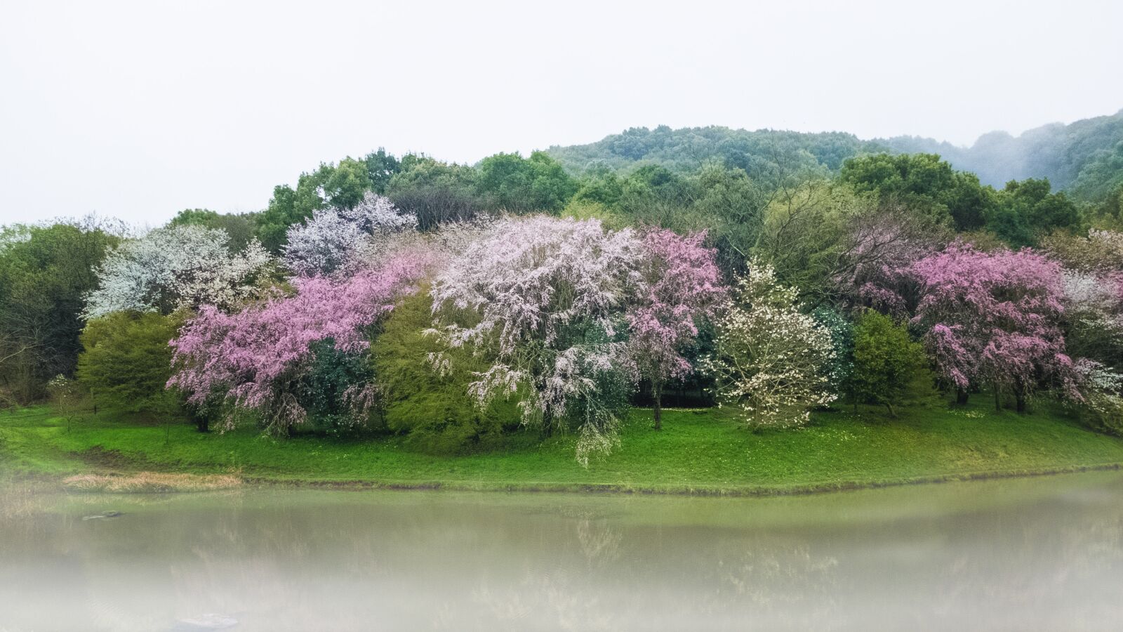Fujifilm X20 sample photo. Cherry blossoms, pond, japan photography