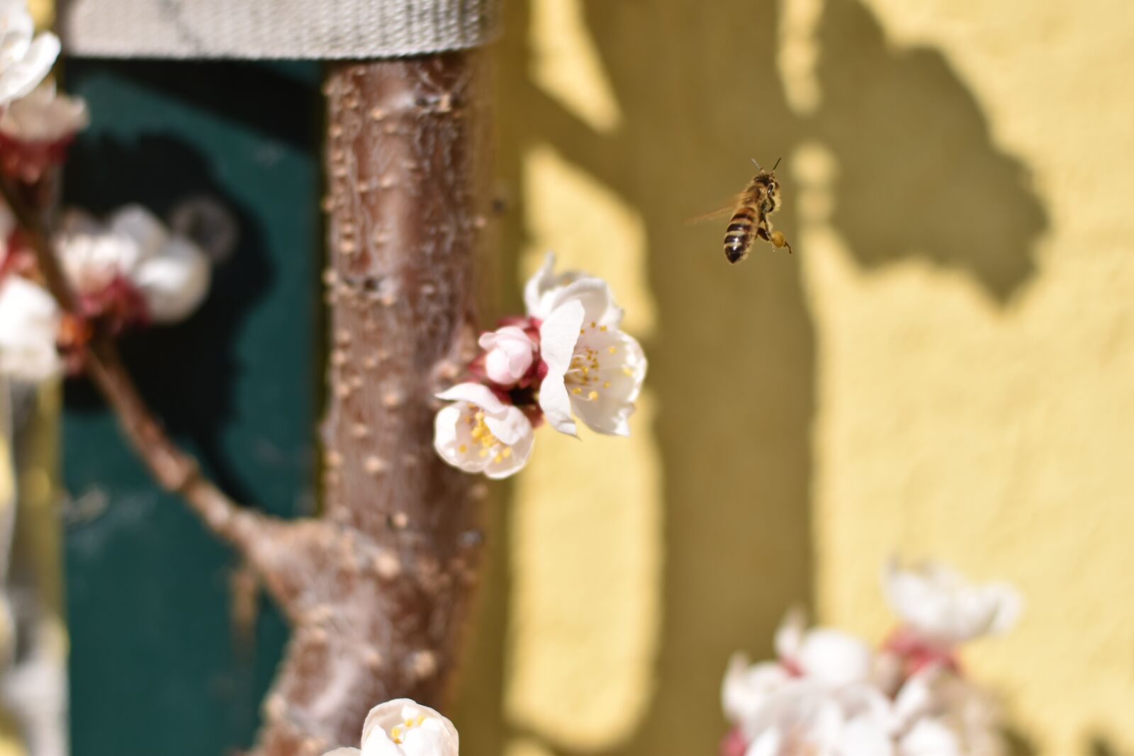 Nikon D5600 sample photo. Bee, blossom, bloom photography
