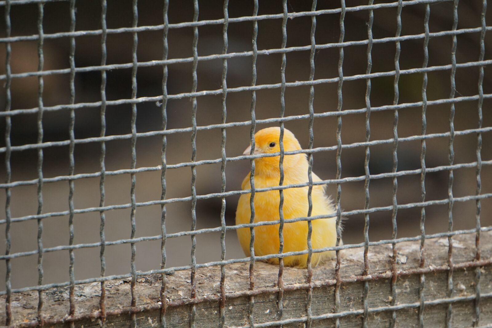 Sony E 55-210mm F4.5-6.3 OSS sample photo. Bird, cage, sad photography