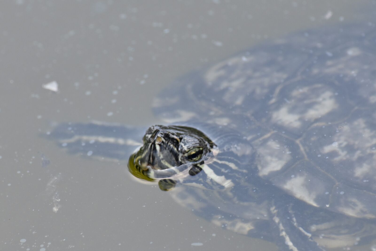 Nikon D5500 sample photo. Endangered species, endemic, turtle photography