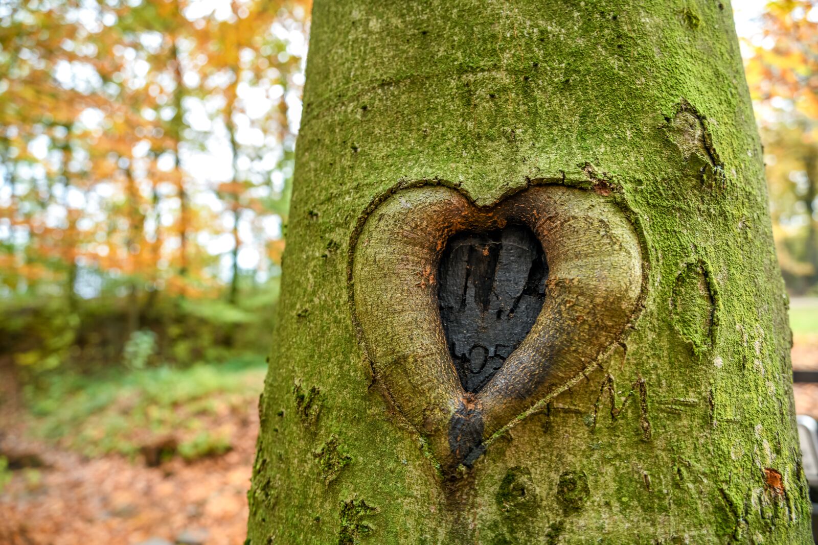 Nikon D850 sample photo. Heart, tree, carved photography