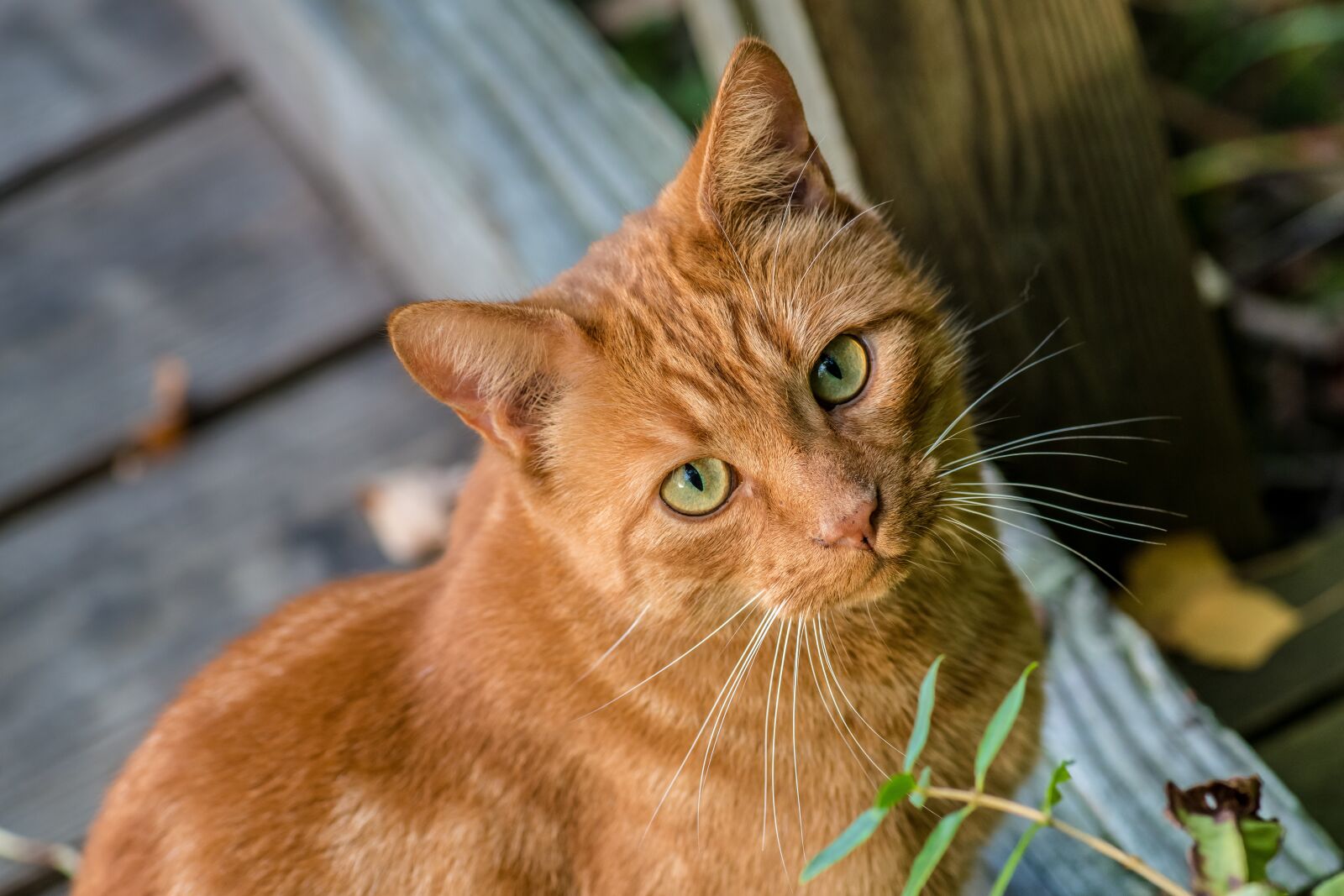 Nikon D850 sample photo. Cat, animal, pet photography