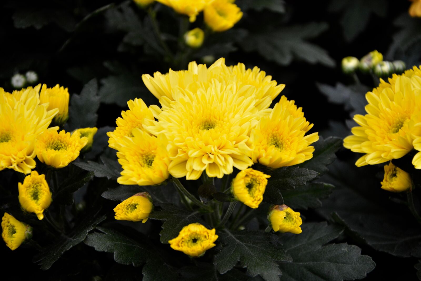Nikon D5200 sample photo. Flowers, yellow, nature photography