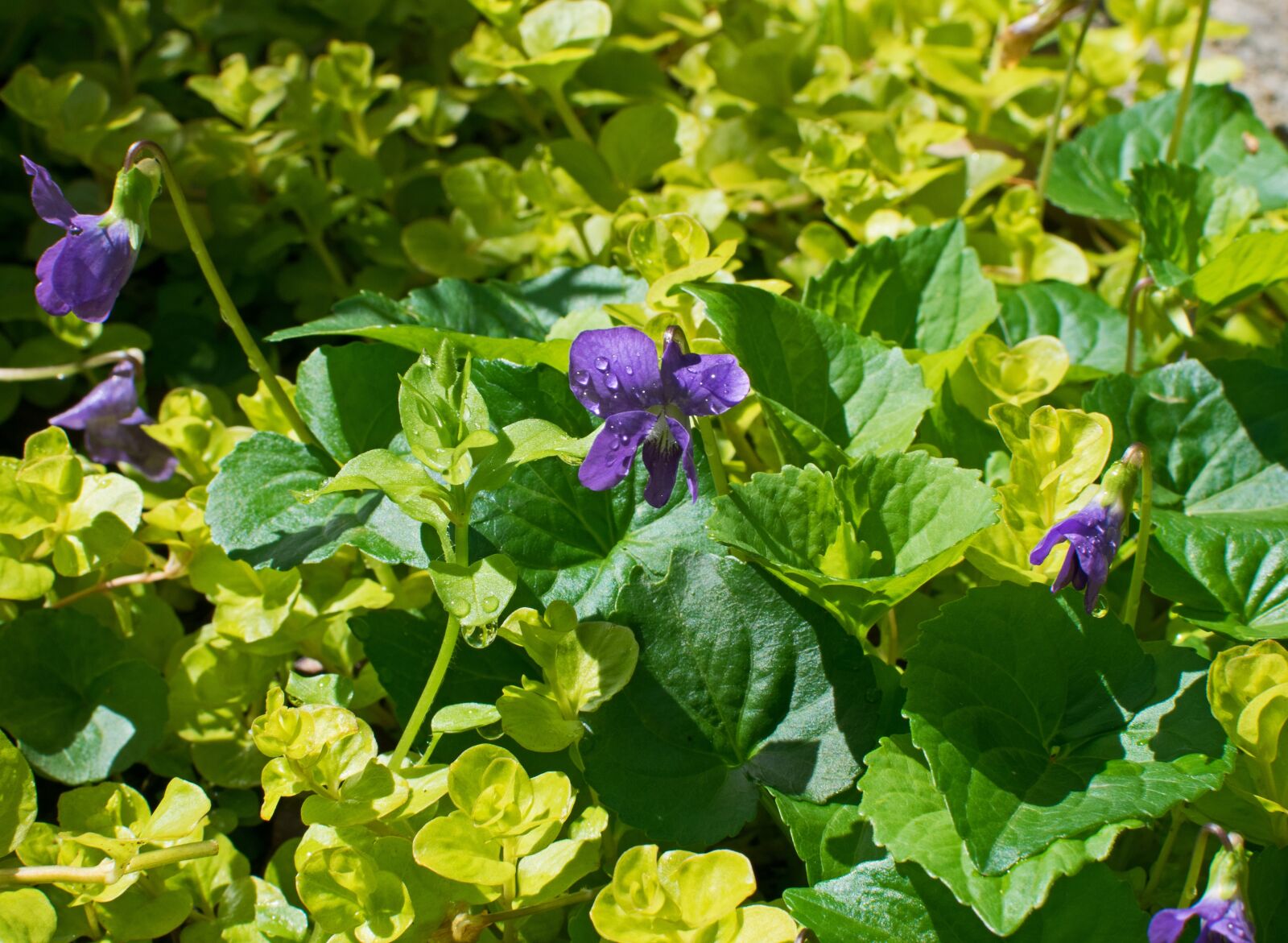 Nikon D3300 sample photo. Violet, rain-wet, blossom photography