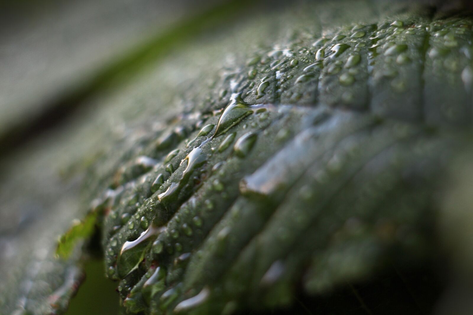 Canon EOS 1200D (EOS Rebel T5 / EOS Kiss X70 / EOS Hi) sample photo. Rosa, moisture, leaf photography