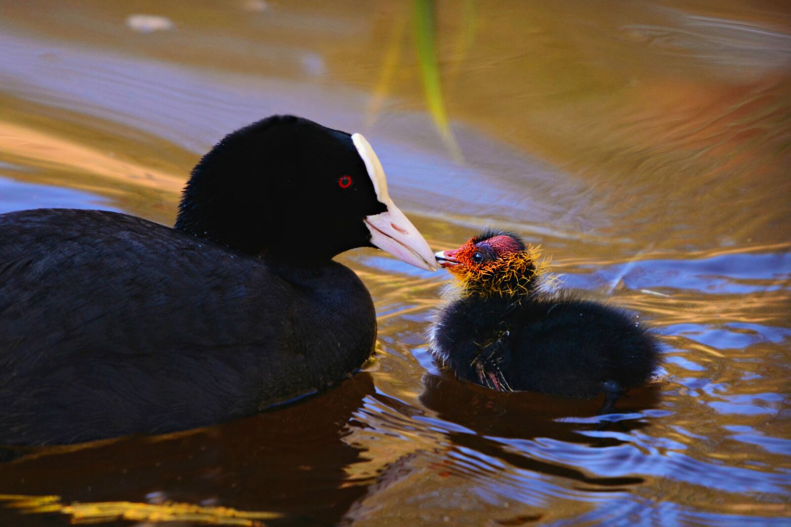 Nikon D7100 sample photo. Coot, water bird, animal photography