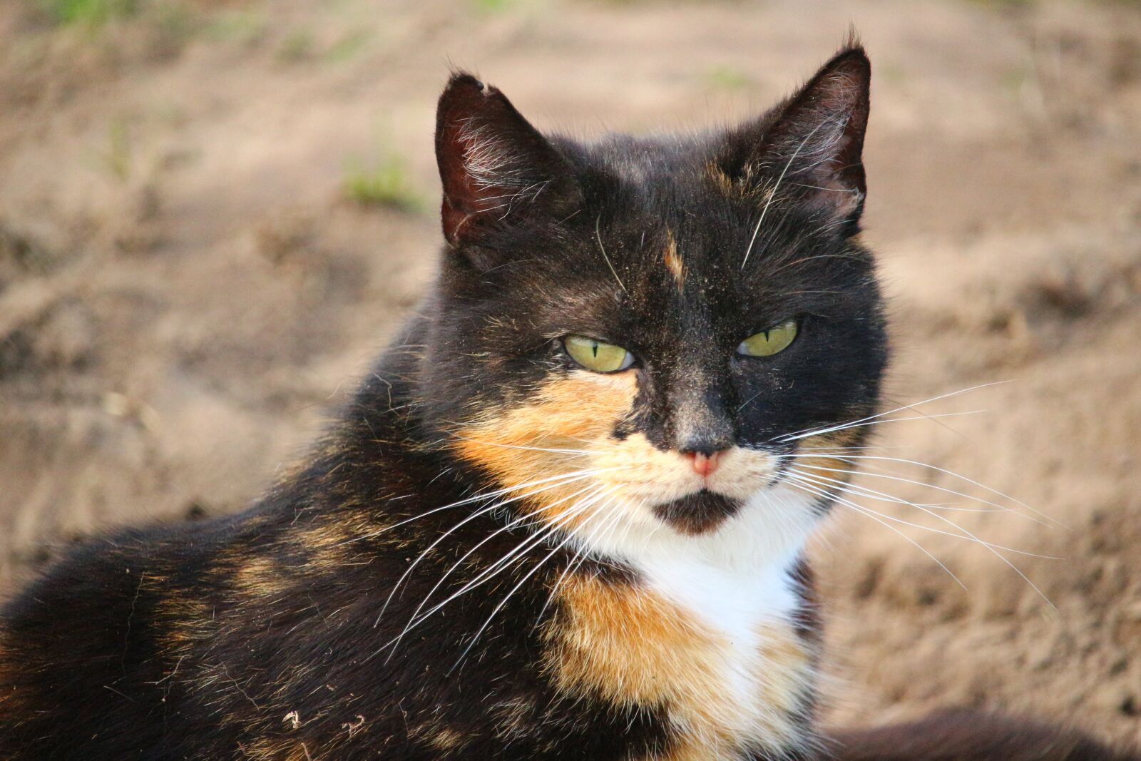Canon EOS 100D (EOS Rebel SL1 / EOS Kiss X7) sample photo. Cat, mieze, kitten photography