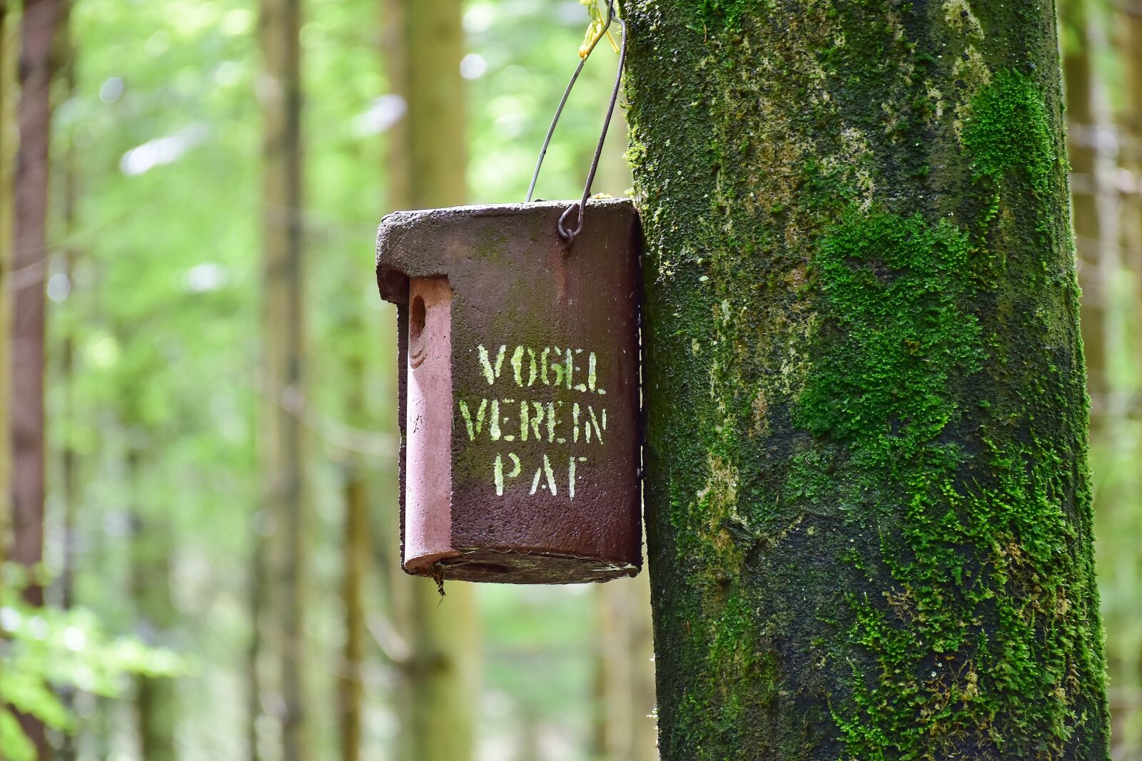 Nikon D7200 sample photo. Nesting box, forest, tree photography