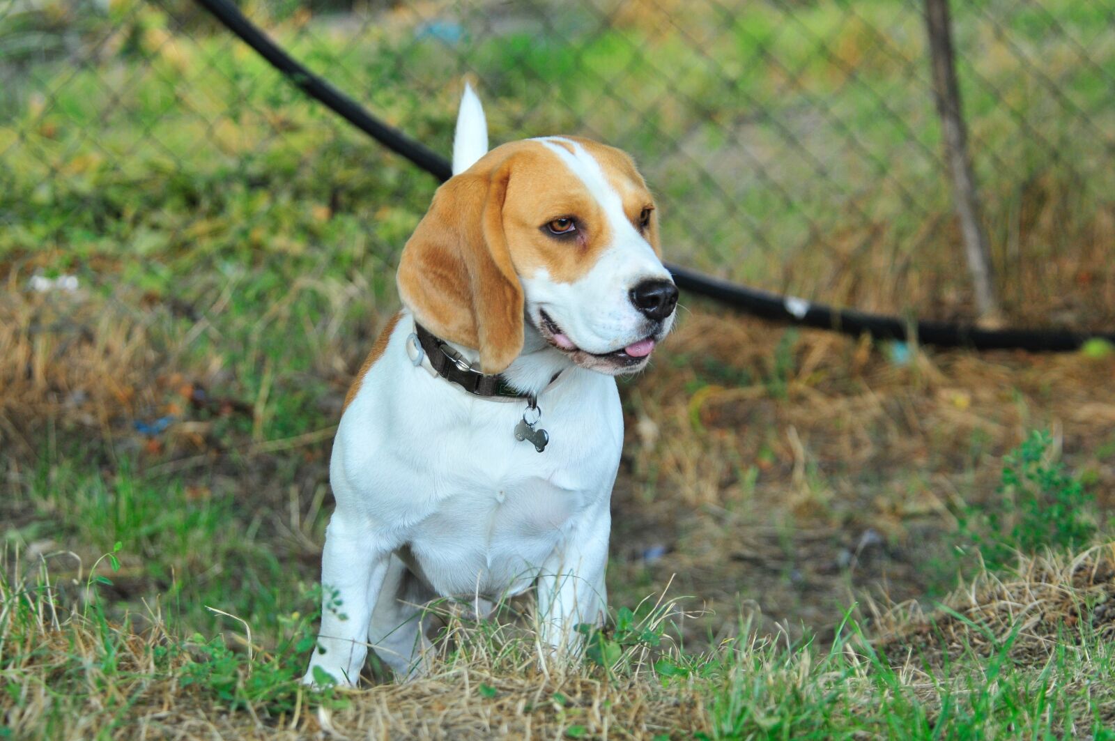 Nikon D300 sample photo. Pet, dog, animals photography