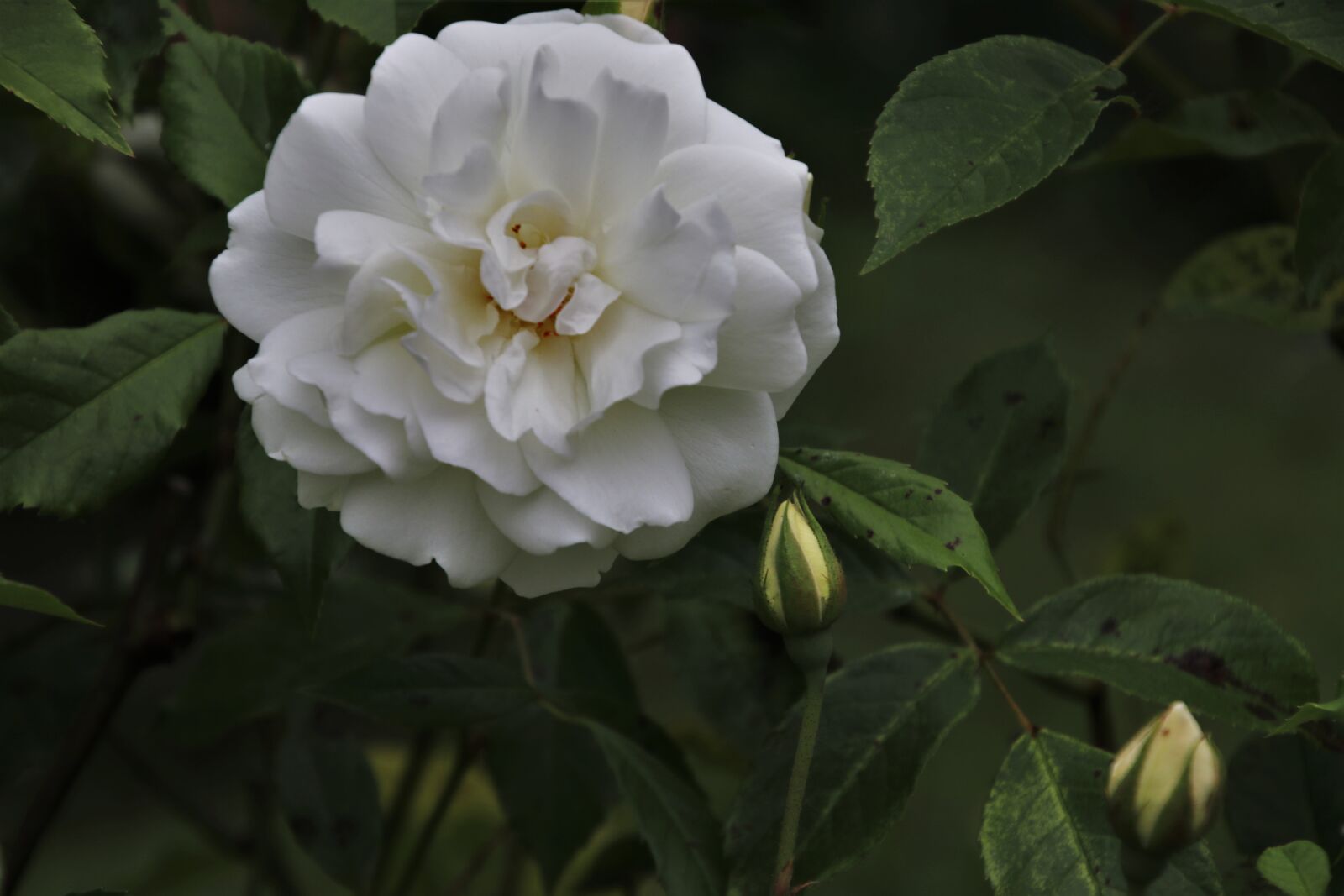 Canon EOS 80D sample photo. Rose, white rose, white photography