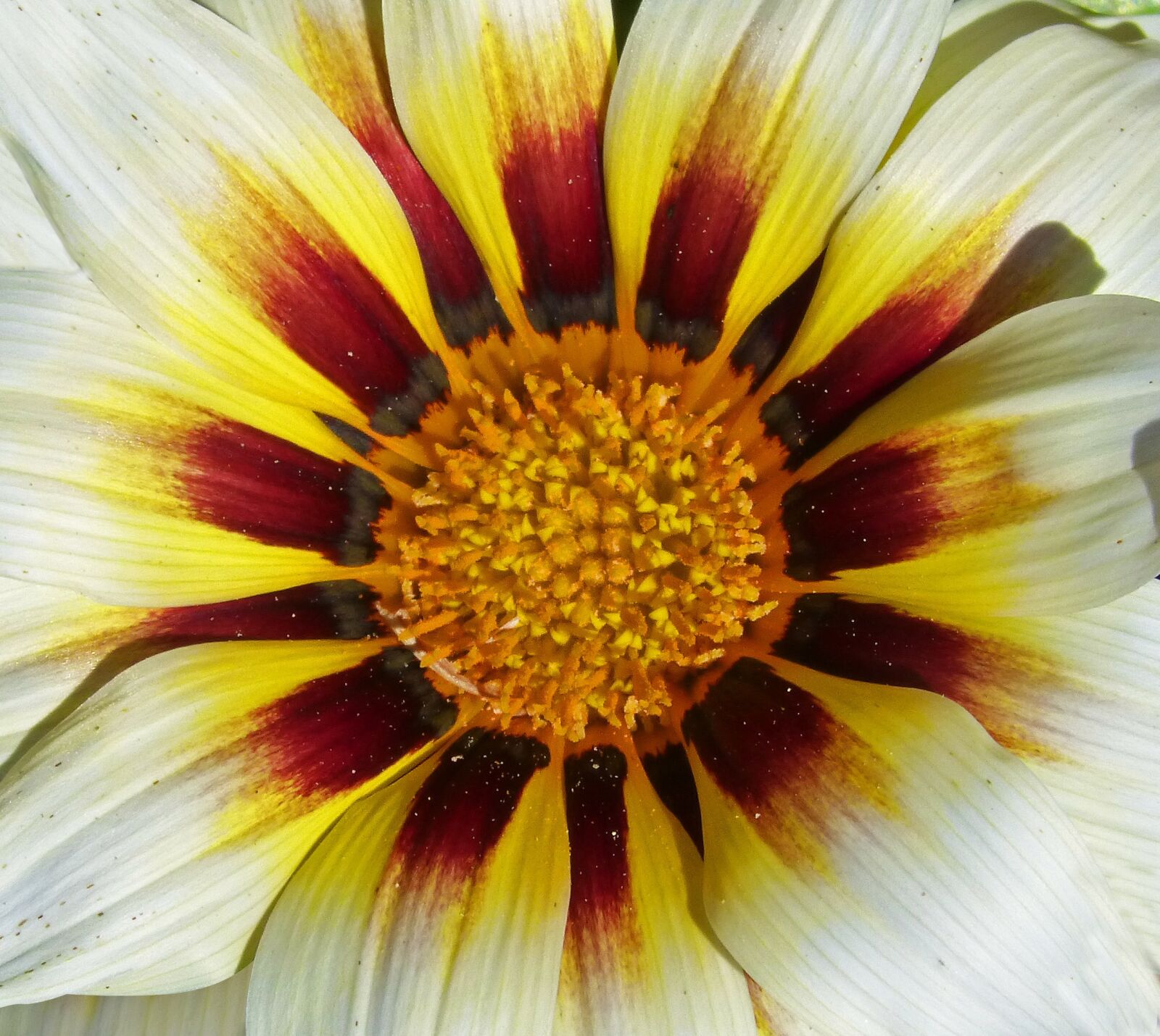 Panasonic DMC-FZ62 sample photo. Flower, petals, pollen photography