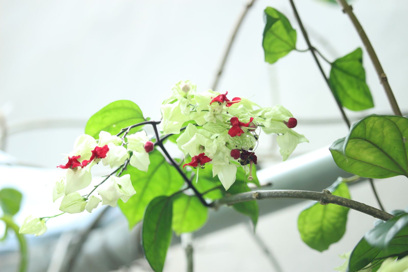 Canon EOS 100D (EOS Rebel SL1 / EOS Kiss X7) sample photo. White, female, flower photography
