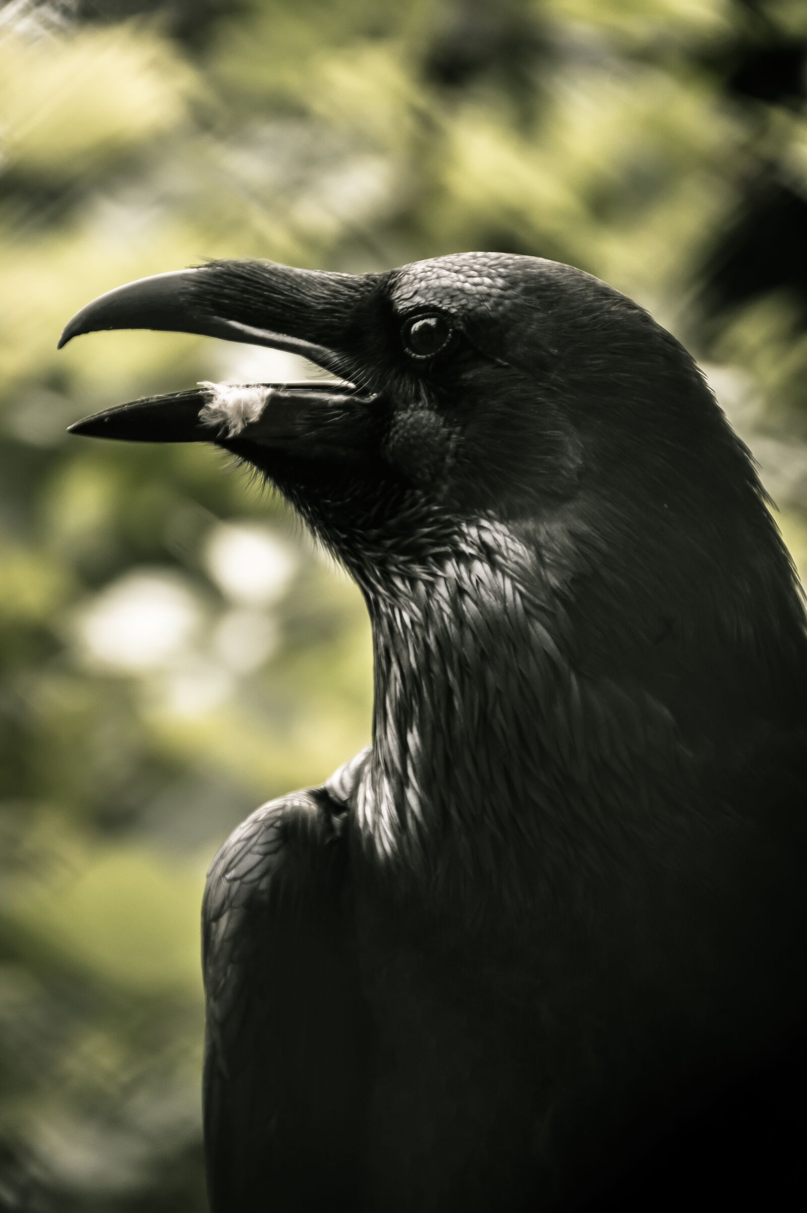 Sony SLT-A58 sample photo. Bird, nature, animal photography