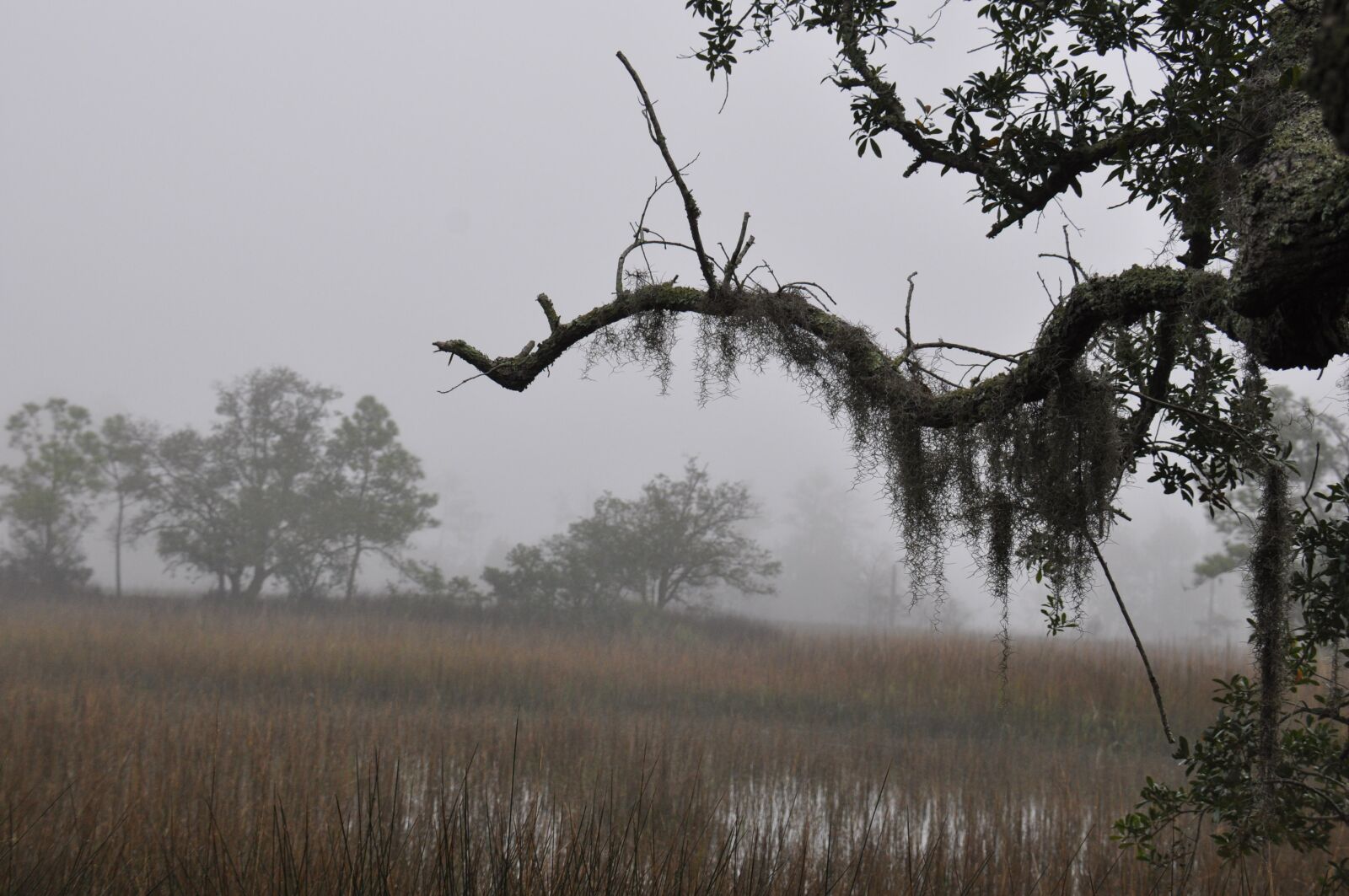 Nikon D90 sample photo. Marsh, spanish moss, lowcountry photography