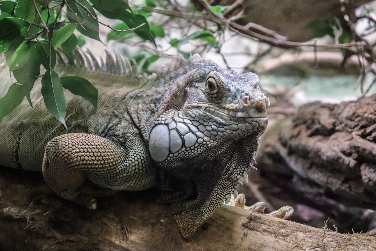 Canon EOS 77D (EOS 9000D / EOS 770D) sample photo. Monitor, reptile, lizard photography