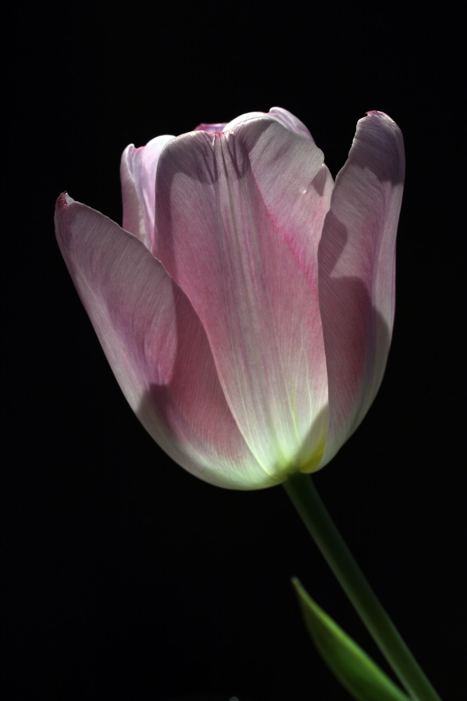Canon EOS 1300D (EOS Rebel T6 / EOS Kiss X80) sample photo. Tulip, flower, spring photography