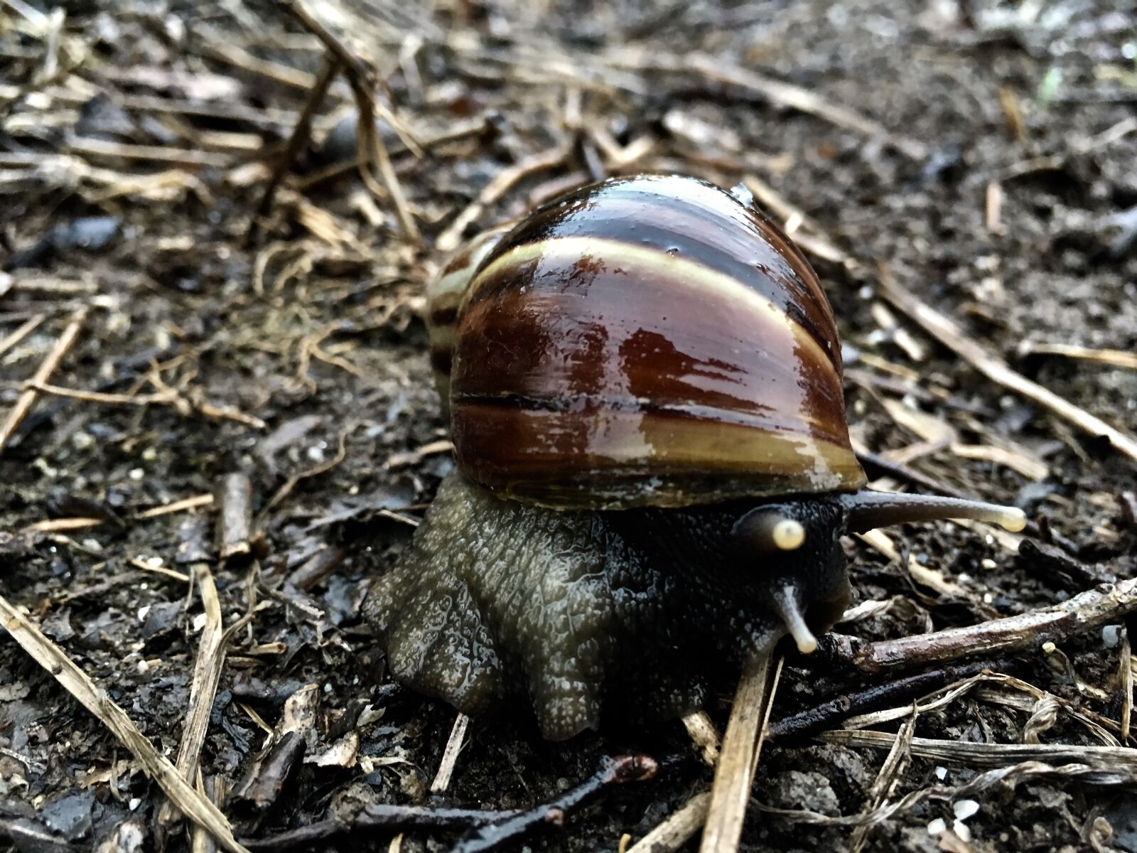 iPhone SE back camera 4.15mm f/2.2 sample photo. Snail, slow, shell photography