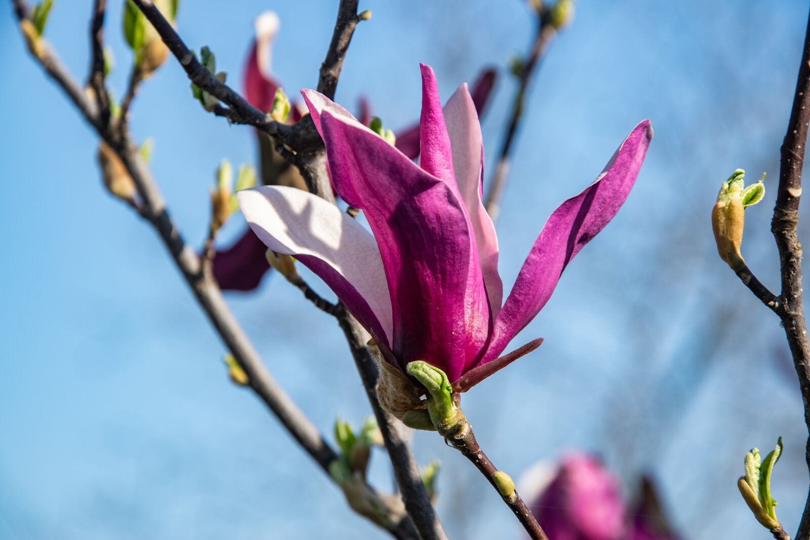 Nikon D3300 sample photo. Flower, wood, garden photography