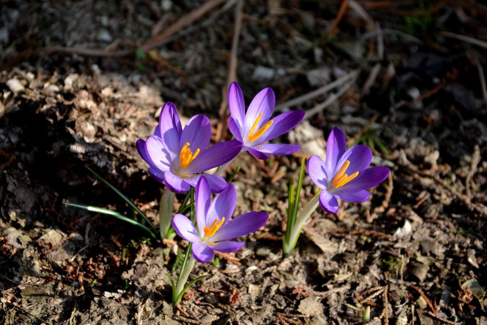 Nikon D3100 sample photo. Krokus, flower, saffron photography