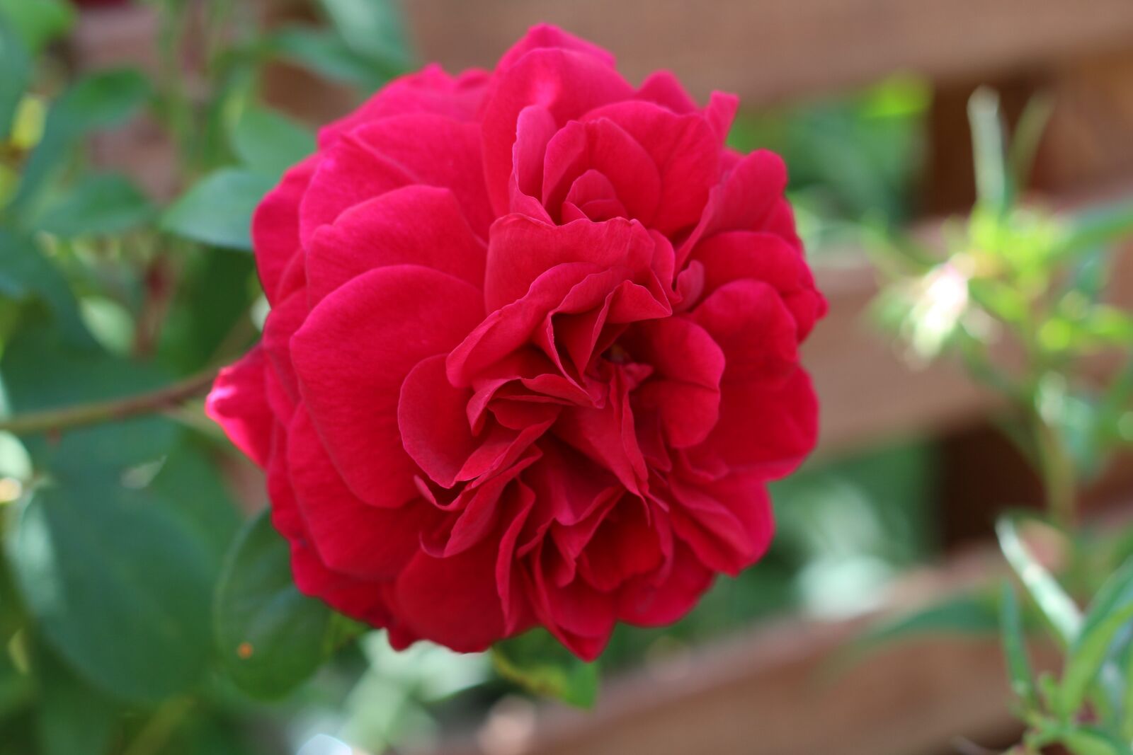 Canon EOS 700D (EOS Rebel T5i / EOS Kiss X7i) sample photo. Rose, flower, blossom photography