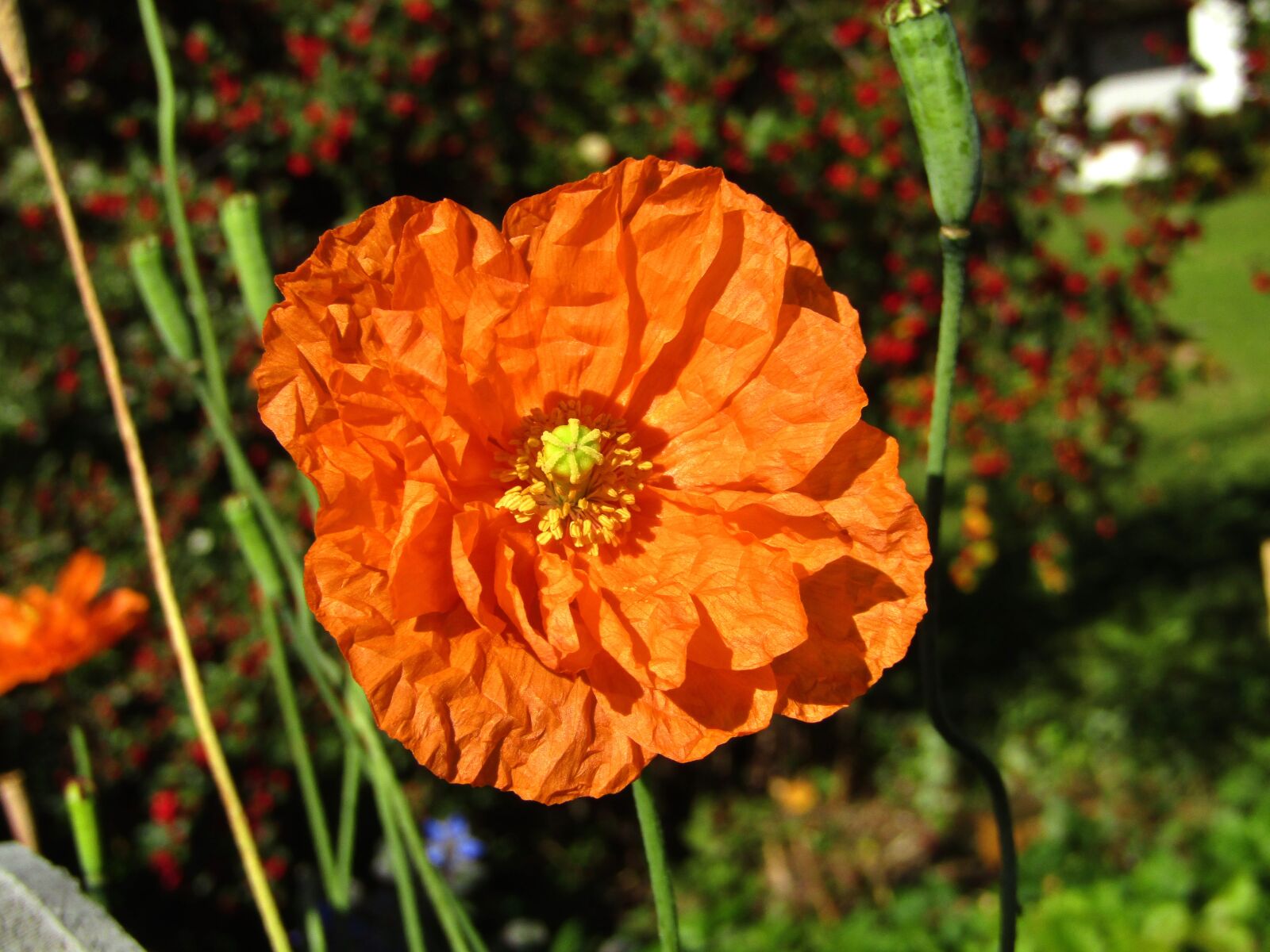 Canon POWERSHOT SX432 IS sample photo. Poppy, flower, orange photography