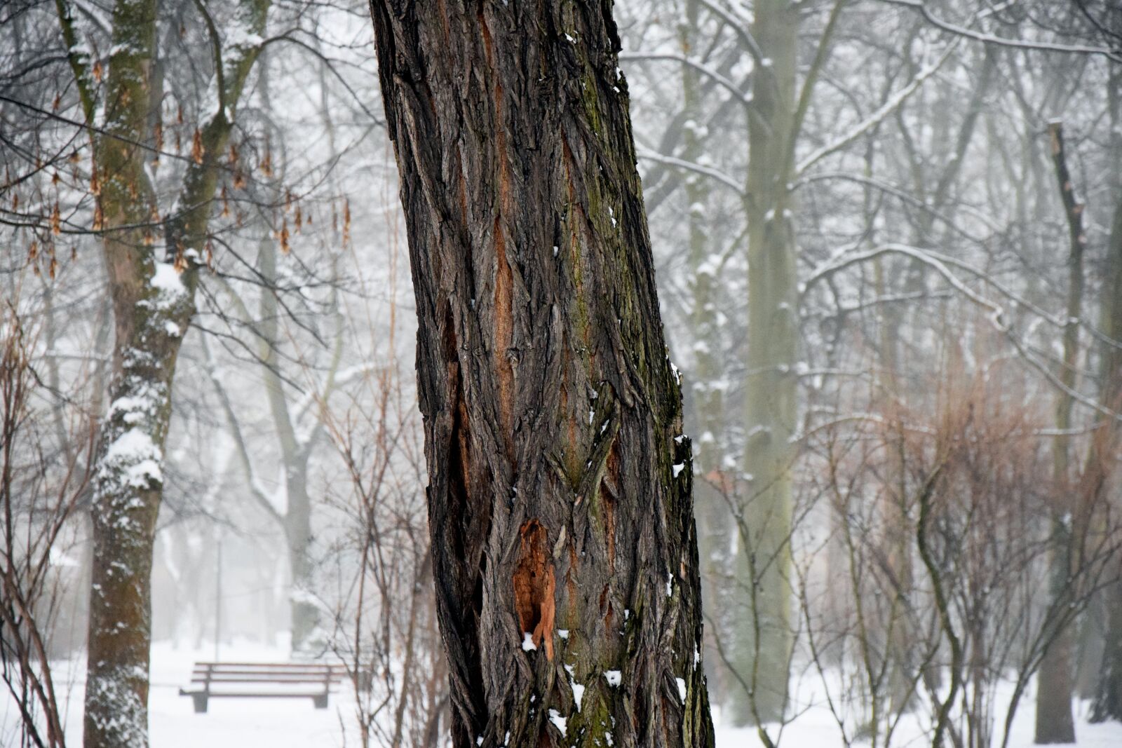 Nikon D3300 sample photo. Winter, snow, tree photography