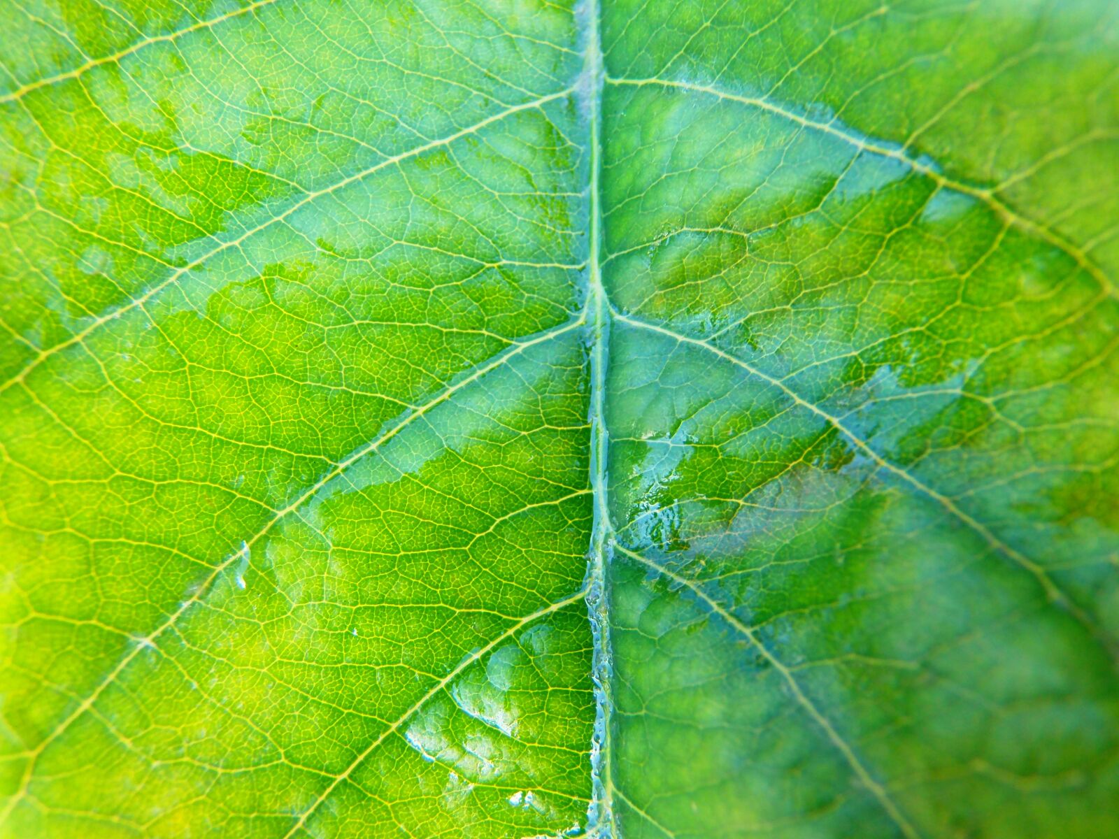 Olympus SP-720UZ sample photo. Leaf, nature, plant photography