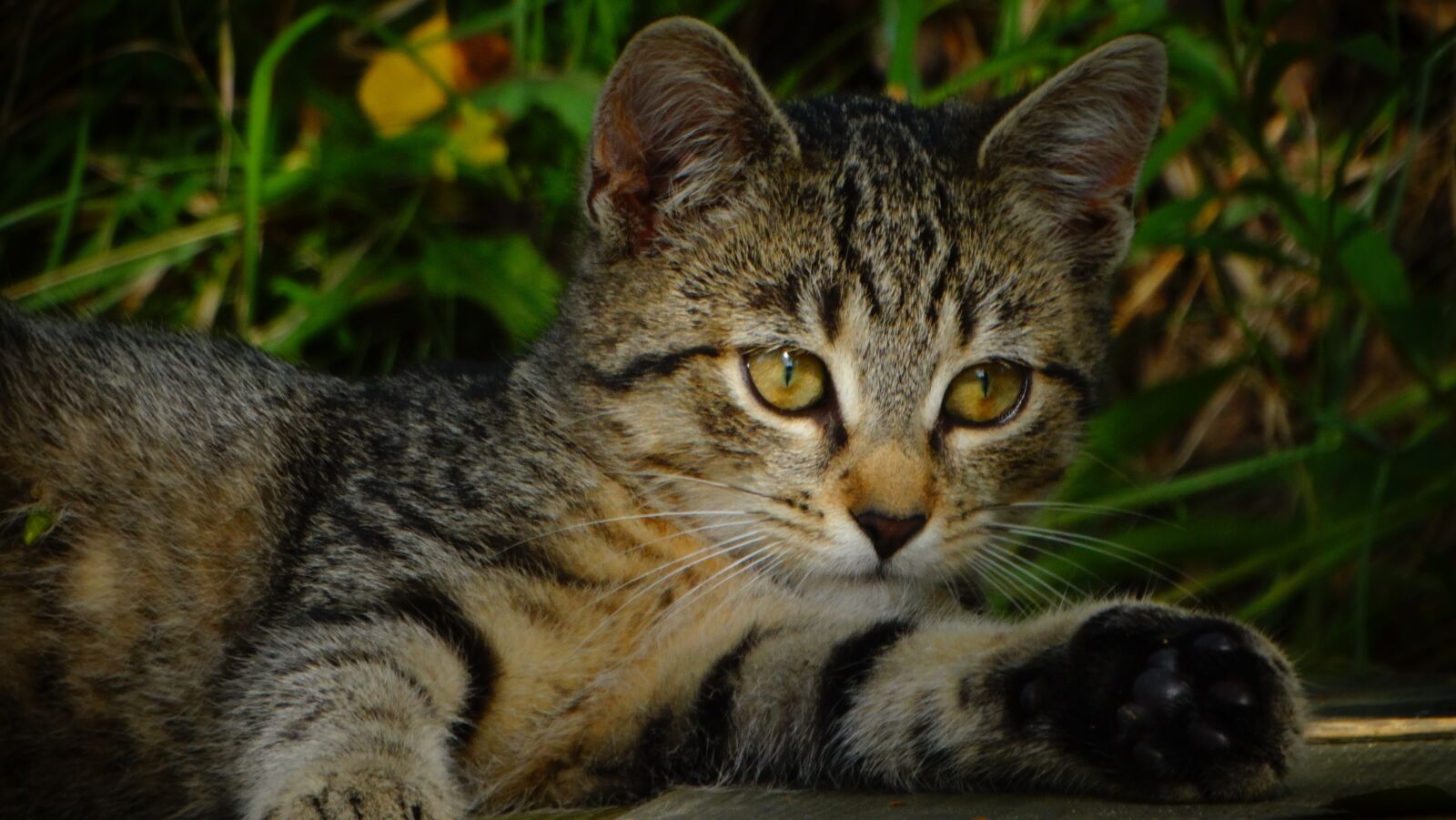 Sony Cyber-shot DSC-HX300 sample photo. Cat, kitten, animal photography