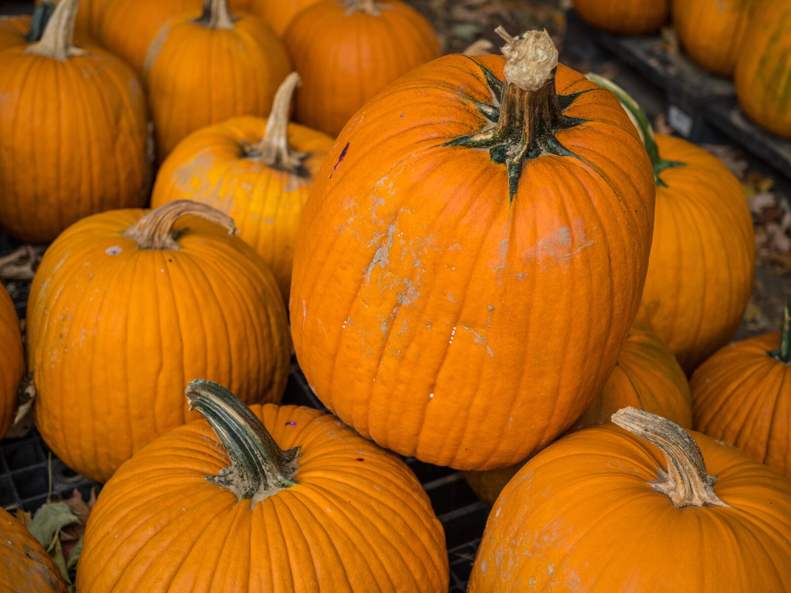 Olympus OM-D E-M1 Mark II + Olympus M.Zuiko Digital 25mm F1.8 sample photo. Pumpkins, patch, thanksgiving photography